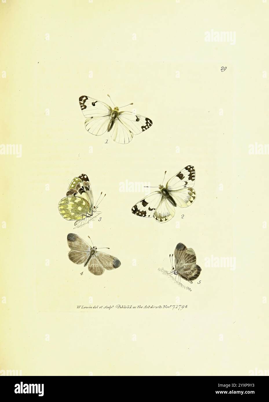 Die Papilios von Großbritannien London, gedruckt für J. Johnson 1795 Great Britain Butterflies, das Kunstwerk zeigt eine Sammlung von fünf verschiedenen Schmetterlingsarten, jede mit komplizierten Details illustriert. Die Schmetterlinge sind symmetrisch angeordnet und weisen eine Vielzahl von Mustern und Farben auf. Jedes Exemplar ist nummeriert und mit Etiketten versehen, auf denen die jeweilige Art angegeben ist. Der erste Schmetterling zeigt ein auffälliges Schwarz-weiß-Muster, während der zweite ein helleres, farbenfrohes Design mit gelben Akzenten zeigt. Der dritte Schmetterling ähnelt einem zarten grünlichen Farbton, begleitet von einem butte Stockfoto