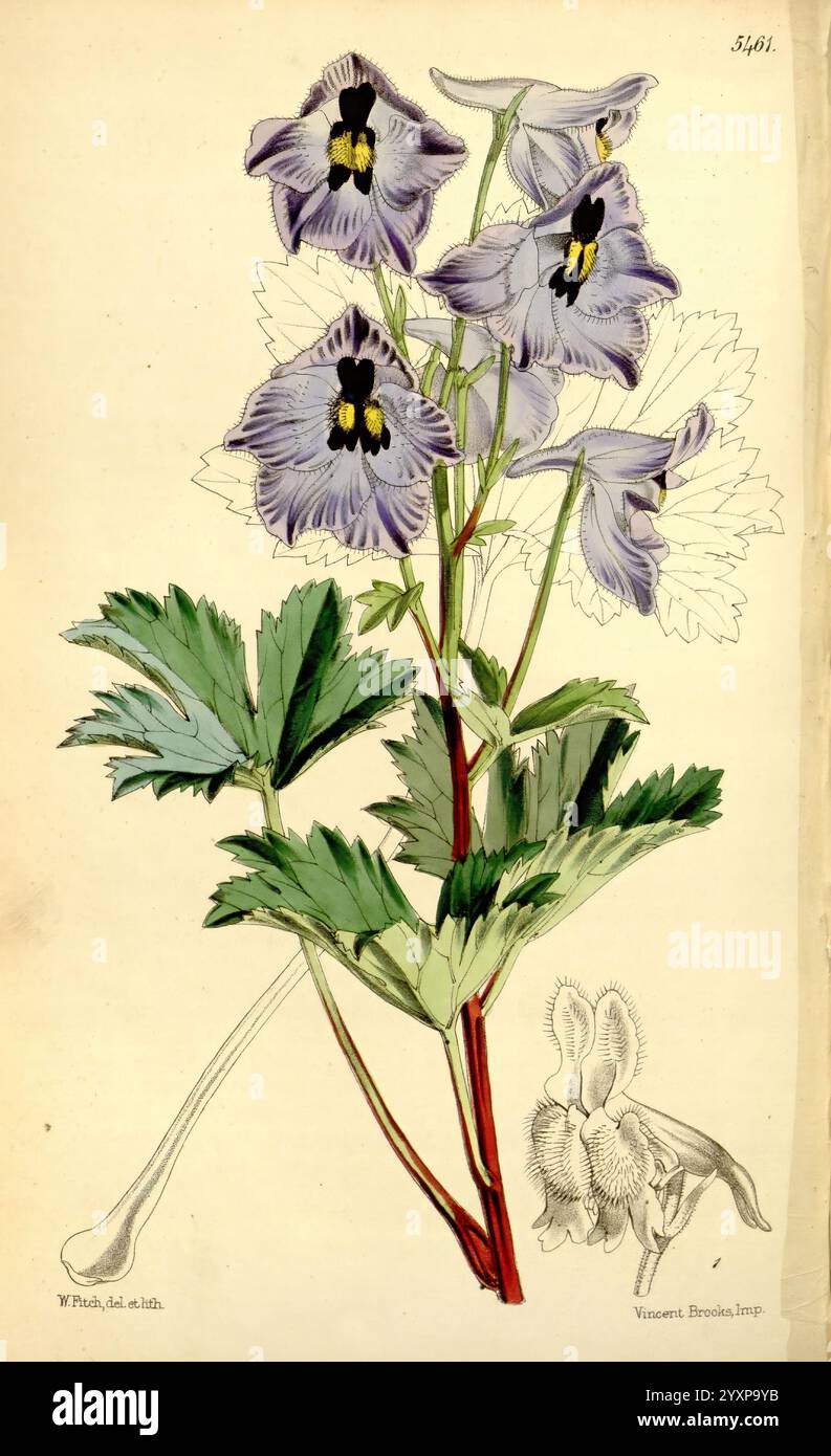 Curtis's Botanical Magazine London New York usw. Botanik-Zeitschriften Bildwerke Curtis, das Kunstwerk zeigt eine zarte florale Illustration, die eine Gruppe von leuchtenden blauen und lila Blumen zeigt, die von auffälligen dunklen Zentren gekennzeichnet sind. Die Blüten werden von schlanken, rötlichen Stämmen getragen und sind von üppigen, grünen Blättern mit komplizierten gezackten Kanten umgeben. Im Vordergrund zeigt eine zusätzliche anatomische Ansicht die Struktur der Blume und bietet einen Einblick in ihre einzigartigen Merkmale. Die Gesamtkomposition unterstreicht die Eleganz und das Detail der botanischen Kunst und zelebriert die Schönheit Stockfoto