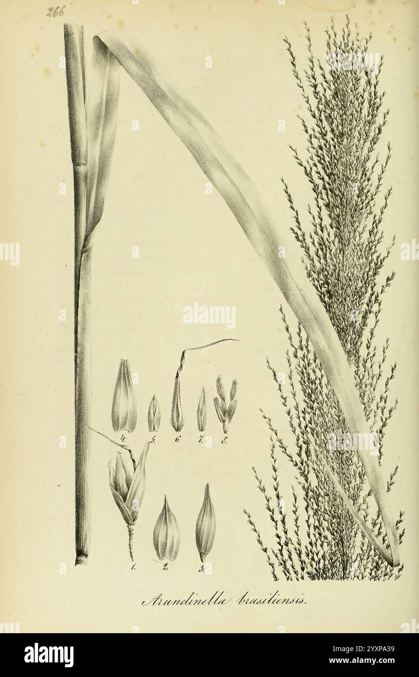 Art Graminum, Petropoli, Impensis Academiae Imperialis Scientiarum, 1828-1836, Gramineae, Bildwerke, Gräser, die Abbildung zeigt detaillierte botanische Untersuchungen der Art *Harpagophytum procumbens*. In der Mitte ist ein langes, schmales Blatt sichtbar, das seine lange Form und seine markante Textur zeigt. Um das Blatt herum sind verschiedene florale Komponenten, einschließlich Knospen und Blüten, mit akribischer Liebe zum Detail dargestellt. Jedes Element ist mit Buchstaben gekennzeichnet, die der wissenschaftlichen Beschreibung entsprechen und eine umfassende visuelle Darstellung der Pflanze ermöglichen.“ Stockfoto