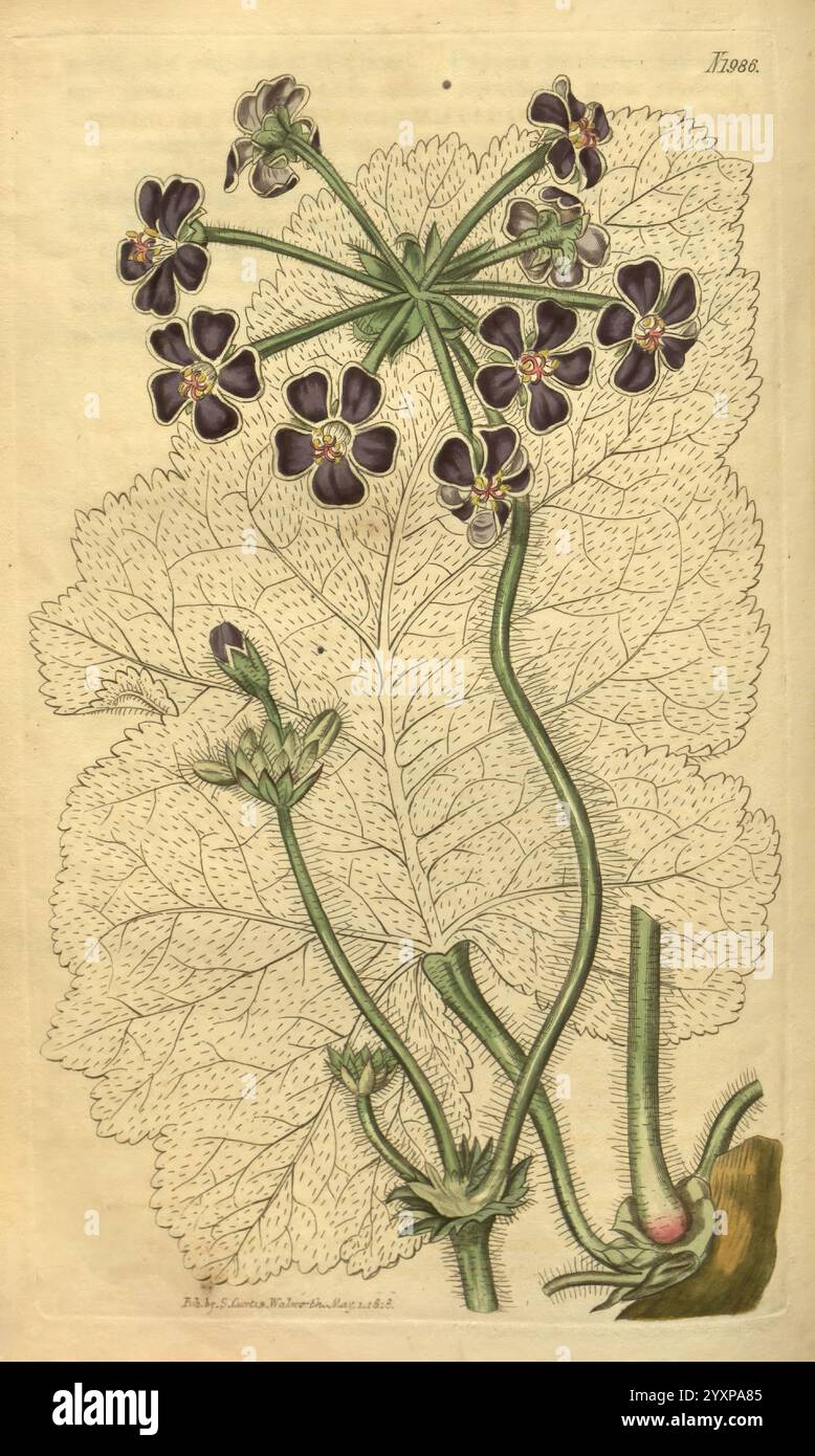 Curtis botanisches Magazin London New York botanische Illustration Botanik Zeitschriften Bildwerke Pflanzen ornamental Curtis Pelargonium lobatum Taxonomie: Family= Geraniaceae Südafrika, diese Illustration zeigt eine zarte Pflanze, die sich durch ihre schlanken, aufrechten Stiele und üppigen, breiten Blätter auszeichnet. Die markanten Blüten weisen ein einzigartiges Arrangement mit auffälligen dunklen Blüten auf, die hellere Mitte haben und ihre komplizierte Struktur hervorheben. Neben den Blüten sind mehrere aufblühende Triebe zu sehen, was auf neues Wachstum hinweist. Die detaillierte Darstellung der Blätter zeigt ihre strukturierte Oberfläche, Stockfoto
