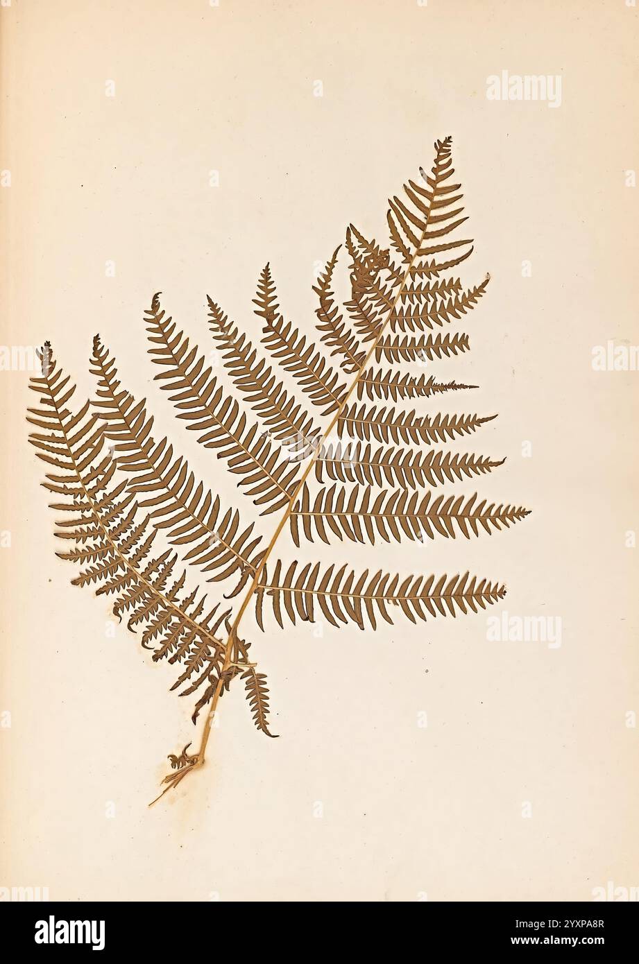 Die Farne von Wales, Heath, T. Thomas, 1856, Filices, Wales, Ein zartes Farnblatt, Das elegant präsentiert wird, zeigt seine filigranen Wedel und charakteristischen gezackten Kanten. Das Blatt verfügt über eine Vielzahl von Schattierungen, die die detaillierten Muster und die Textur jedes Segments hervorheben. Die Anordnung der Wedel vermittelt ein Gefühl von natürlicher Schönheit und lenkt die Aufmerksamkeit auf die organischen Formen und die anmutige Kurve des Stiels. Diese Komposition fängt das Wesen botanischer Eleganz ein und lädt zur Bewunderung der Komplexität der Natur ein. Stockfoto