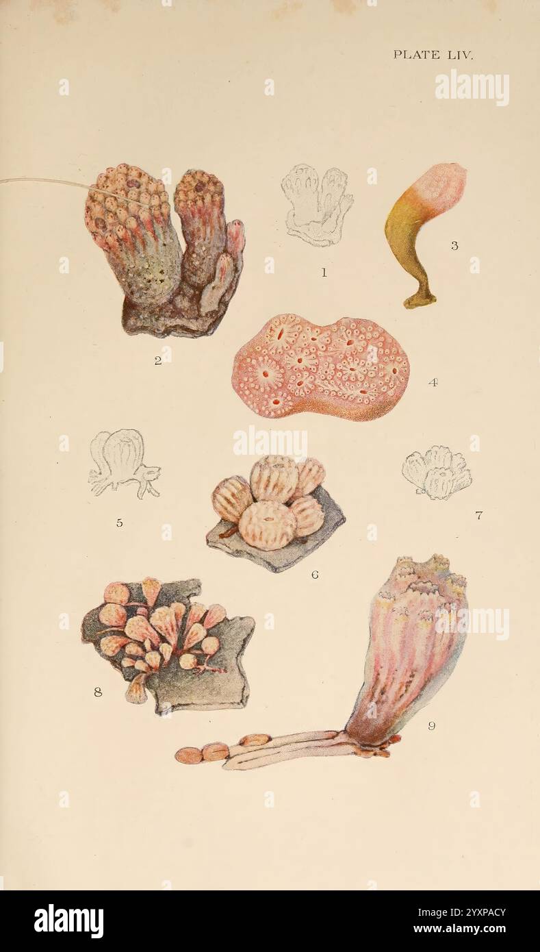 The British Tunicata, London, 1905-12, Sea Squirts, Tunicata, diese visuelle Zusammenstellung zeigt eine Reihe von detaillierten Illustrationen mit verschiedenen Korallen- und Meeresstrukturen. Jedes Element ist nummeriert und als Referenz gekennzeichnet, was die Vielfalt der Formen und Formen in Meeresökosystemen unterstreicht. Unter den Exemplaren befinden sich Anhäufungen von verzweigten Korallen, bauchigen Formationen und einzigartigen Texturen, die das lebendige Leben unter der Meeresoberfläche veranschaulichen. Die sorgfältige Wiedergabe unterstreicht die zarte und komplizierte Natur dieser Organismen und lädt die Zuschauer ein, die zu schätzen Stockfoto The British Tunicata, London, 1905-12, Sea Squirts, Tunicata, diese visuelle Zusammenstellung zeigt eine Reihe von detaillierten Illustrationen mit verschiedenen Korallen- und Meeresstrukturen. Jedes Element ist nummeriert und als Referenz gekennzeichnet, was die Vielfalt der Formen und Formen in Meeresökosystemen unterstreicht. Unter den Exemplaren befinden sich Anhäufungen von verzweigten Korallen, bauchigen Formationen und einzigartigen Texturen, die das lebendige Leben unter der Meeresoberfläche veranschaulichen. Die sorgfältige Wiedergabe unterstreicht die zarte und komplizierte Natur dieser Organismen und lädt die Zuschauer ein, die zu schätzen Stockfoto
