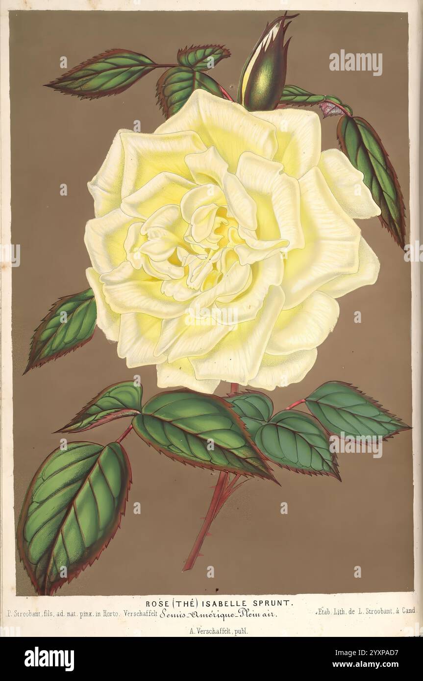 L'Illustration horticole, Gand, Belgien, Imprimerie et lithographie de F. et E. Gyselnyck, 1854-1896, Blumenzucht, Gartenbau, Gewächshäuser, Gartenbau, Zeitschriften, Eine wunderschön illustrierte Darstellung der Rose „Isabelle Sprunt“ mit ihren zarten, großen Blütenblättern in cremegelber Farbe. Die Rose wird von saftig grünen Blättern begleitet, die sich anmutig gegen einen gedämpften Hintergrund abheben. Auch eine blühende Rose erscheint, die auf ihr Wachstum und ihr Potenzial hindeutet. Die elegante Präsentation hebt die komplizierten Details der Blütenblätter hervor und betont ihre weiche Textur und die natürliche Schönheit dieses Flusses Stockfoto