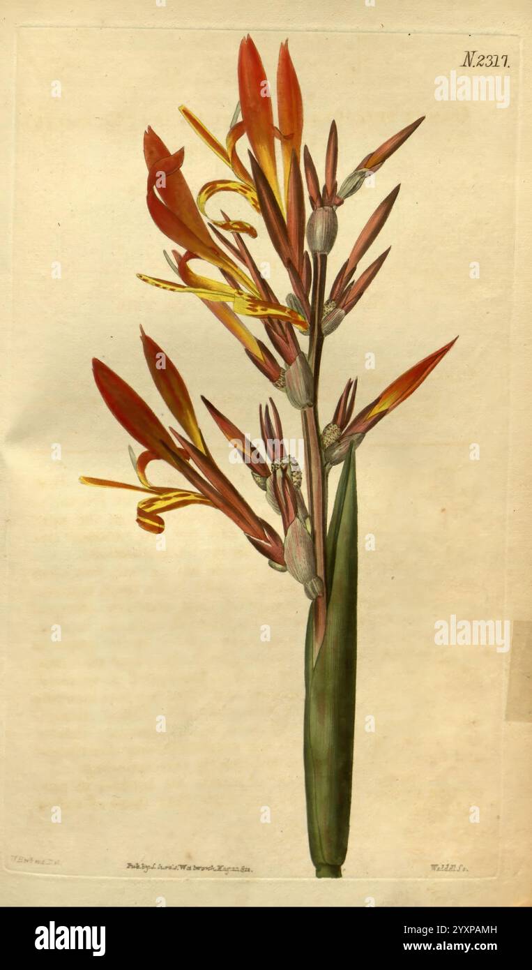 Curtis's Botanical Magazine London New York etc. Botanische Illustration Botanik Zeitschriften Bildwerke Pflanzen ornamental Curtis, Ein wunderschön illustriertes botanisches Exemplar mit leuchtenden orange und gelben Blüten mit langen Blütenblättern und zarten Staubblättern. Die Komposition zeigt eine Blütengruppe auf einem schlanken grünen Stiel, ergänzt durch üppig grüne Blätter an der Basis. Die Details betonen die komplizierte Struktur der Blume, wobei der Schwerpunkt auf der Anordnung und Form der Blüten und des Laubs liegt, was die Eleganz und Einzigartigkeit dieser Pflanzenart unterstreicht. Stockfoto