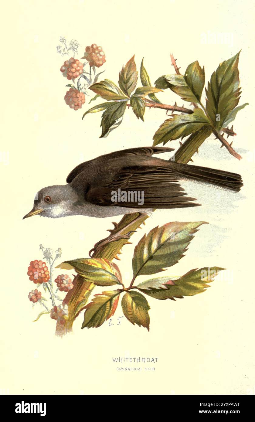 Vertraut Wild Birds London New York Cassell 1883 Birds Wörterbücher Bildwerke Whitethroat Sylvia communis Eliza Turck Frauen in Wissenschaft Ornithologie Walter's Waysland Whitethroat Eliza Turck, Eine detaillierte Illustration eines weißen Roats, der anmutig auf einem Zweig thront, der mit lebhaften Blättern und Beerenhaufen geschmückt ist. Der Vogel ist mit einem stromlinienförmigen Körper und einer dezenten Schattierung dargestellt, die seine zarten Merkmale, einschließlich eines leicht geschwungenen Schnabels und eines schlanken Schwanzes, unterstreicht. Das umliegende Laub verleiht einen erdigen Touch, mit sattem Grün und der einladenden Präsenz reifender Beeren, die einen ha erzeugen Stockfoto