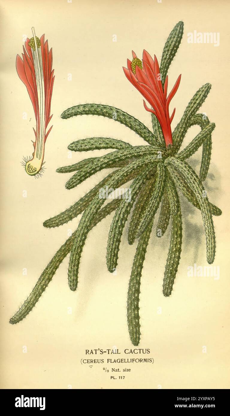 Lieblingsblumen von Garten und Gewächshaus, London und New York, Frederick warne & Co, 1896-97, 19. Jahrhundert, Chromolithographie, Blumenzucht, Frankreich, Ikonen, Zierpflanzen, Selenicereus innesii, Cereus, Kakteen, Kakteen, die Illustration zeigt den Rattenschwanzkaktus, wissenschaftlich bekannt als Cereus flagelliformis. Dieser einzigartige Kaktus zeichnet sich durch seine langen, nachlaufenden Stängel aus, die an Rattenschwänze erinnern und eine Reihe von stacheligen, grünen Segmenten aufweisen. Wunderschöne, leuchtend rote Blüten ragen aus den Spitzen der Stiele hervor und setzen einen auffälligen Kontrast zur Struktur der Pflanze. Jede Blume ist dep Stockfoto