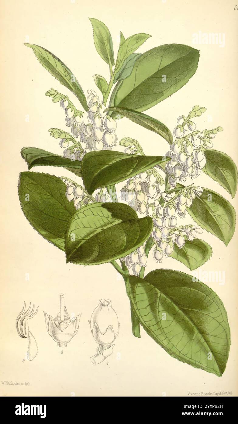 Curtis's Botanical Magazine London New York etc. Botanische Illustration Botanik Zeitschriften Bildwerke Pflanzen ornamental Curtis, die Illustration zeigt eine detaillierte botanische Darstellung einer blühenden Pflanze mit einer Gruppe von zarten weißen Blüten umgeben von leuchtend grünen Blättern. Unterhalb der Hauptpflanze befinden sich kleinere, beschriftete Abbildungen, die verschiedene Teile der Blume zeigen, einschließlich einer detaillierten Ansicht der Blütenstruktur. Die Anordnung hebt die botanischen Eigenschaften der Pflanze hervor und betont ihre natürliche Schönheit und Komplexität. Stockfoto