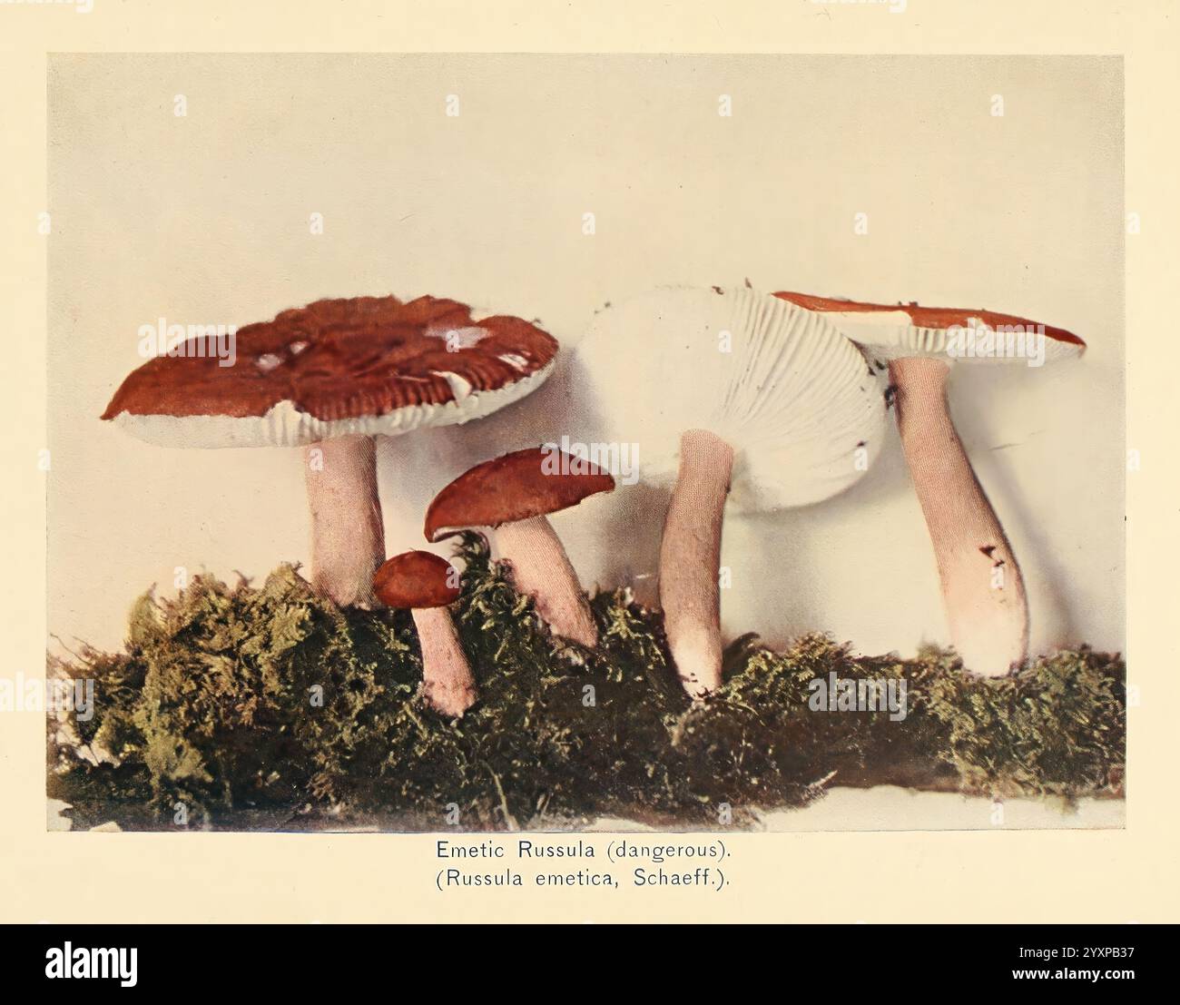 The Mushroom Book, New York, 1901, Kochpilze, Pilze, Pilze, die Szene zeigt eine skurrile Darstellung eines Paar Beine aus einem grasbewachsenen Boden, kreativ kombiniert mit übergroßen Pilzen, die an Kappen erinnern, die oben ruhen. Die leuchtenden Rot- und Weißfarben der Pilzmützen stehen im Kontrast zu den natürlichen Grüntönen des Grases und verleihen ein fantastisches Element. Die Komposition weckt ein Gefühl der Verspieltheit, fast so, als würden die Pilze die Beine als Teil eines eigentümlichen Kostüms tragen. Der Text am unteren Rand enthält einen Hinweis auf die Art, was auf eine lehrreiche oder anschauliche Darstellung hindeutet Stockfoto