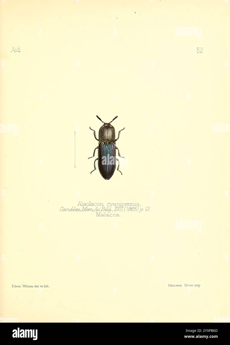 Beihilfe zur Identifizierung von Insekten London, E. W. Janson, 1880-90, Klassifizierung, Insekten, Aloa Olacon Cyanipennis, Edwin Wilson, Arthropoda, Arthropoda, Arthropod, Charles Owen Waterhouse, Entomologie, Eine detaillierte Darstellung einer Käferart der Gattung Alasilocron, die speziell als Alasilocron cygnus identifiziert wurde. Die Darstellung zeigt den lang gestreckten, ovalen Körper des Insekts mit einer glänzenden, metallisch blauen Färbung, die sich von den dunkelbraunen oder schwarzen Bereichen abhebt. Zu den charakteristischen Merkmalen gehören eine klar definierte Segmentierung des Abdomens und verlängerte Antennen, die auf sensorische Funktionen hinweisen. Das ima Stockfoto
