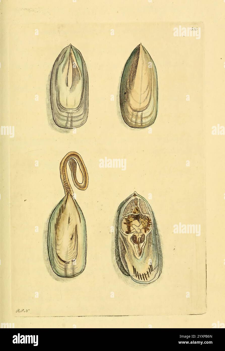 Beschreibungen und Illustrationen von Weichtieren, Bildwerke, die Illustration zeigt eine Sammlung von vier detaillierten Darstellungen verschiedener Muscheln. Jede Schale ist aufwändig gestaltet und zeigt verschiedene Formen und Texturen. Die obere linke Schale ist gestreckt und leicht spitz, während die obere rechte eine symmetrischere Form aufweist. Die untere linke Schale verfügt über einen einzigartigen, verdrehten Griff, der ein funktionales Design zum Anbringen oder Aufhängen suggeriert, und die untere rechte Seite bietet einen faszinierenden Blick auf den Innenraum mit einer filigranen Skelettstruktur. Die Farben sind weich und stummgeschaltet, verbessert Stockfoto