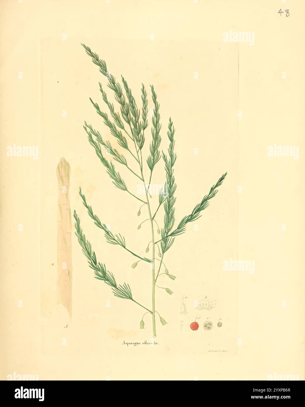 Flora medica, oder, Abbildung der wichtigsten officinellen Pflanzen Jena, August Schmid, 1831 [d. h. 1829-1831] Heilpflanzen The New York Botanical Garden Pictorial Works, Eine botanische Illustration mit einer schlanken Pflanze, die durch längliche, nadelförmige Blätter gekennzeichnet ist, die sich an den Spitzen verjüngen. Das Laub ist in einem zarten Muster entlang des Stiels angeordnet und zeigt einen anmutigen Bogen. Die Hauptdarstellung wird durch kleine, detaillierte Skizzen verschiedener Pflanzenteile ergänzt, einschließlich einer Nahaufnahme der Fortpflanzungsstrukturen. Unter jeder Skizze befinden sich auch Farbbeschriftungen, die Farbtöne f anzeigen Stockfoto