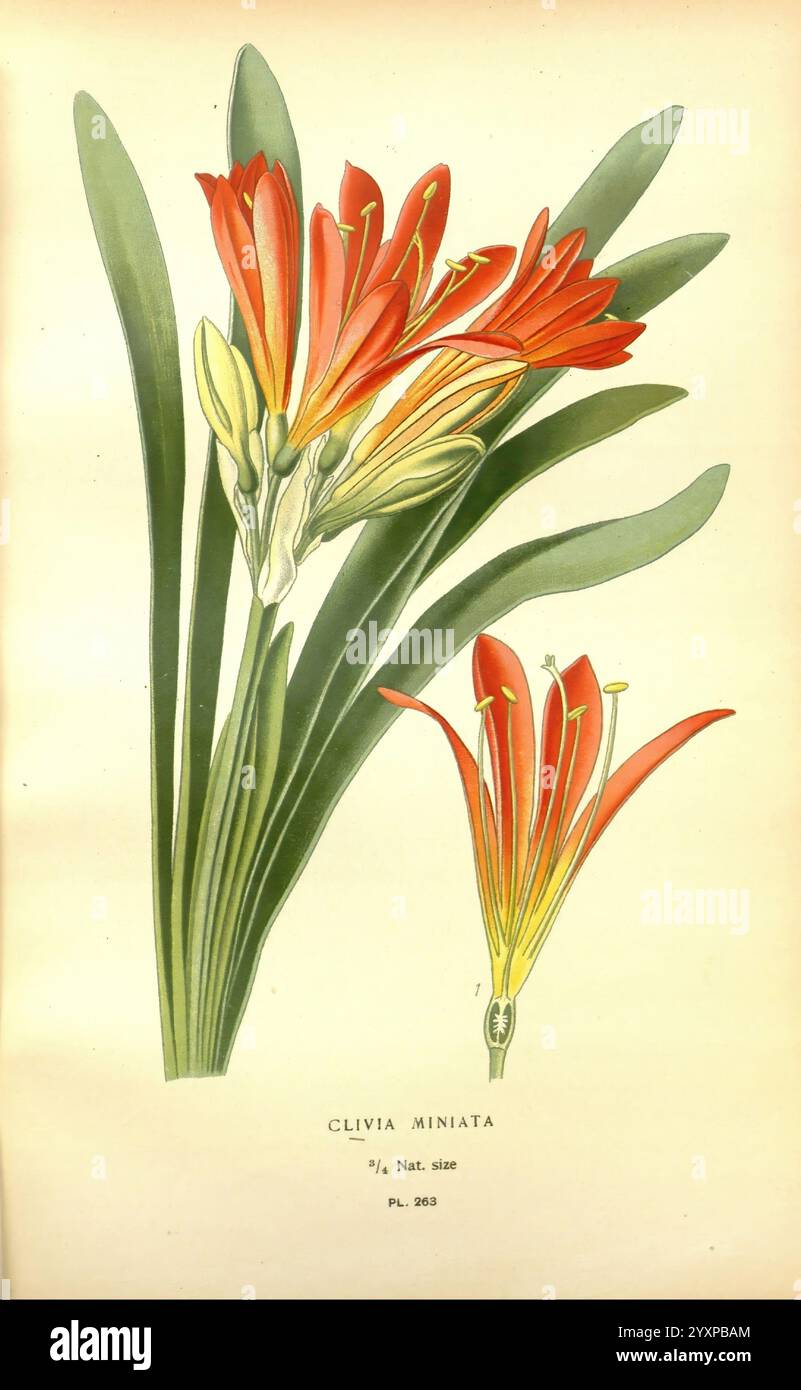 Lieblings-, Blumen-, Garten- und Greenhouse, London und New York, Frederick, Warne & Co, 1896-97, Frankreich, 19. Jahrhundert, Icones, Blumenzucht, Chromolithographie, Pflanzen, Zierpflanzen, die Illustration zeigt Clivia miniata, eine auffällige blühende Pflanze, die sich durch ihre leuchtenden Cluster röhrenförmiger oranger und gelber Blüten auszeichnet. Die zentrale Gruppe zeigt die Blumenstruktur der Pflanze und hebt die langen Blütenblätter hervor, die sich elegant verjüngen. Umgeben von langen, bogenförmigen grünen Blättern, die eine üppige Kulisse für die feurigen Blüten bieten. An der Seite befindet sich eine detaillierte Darstellung eines Stockfoto