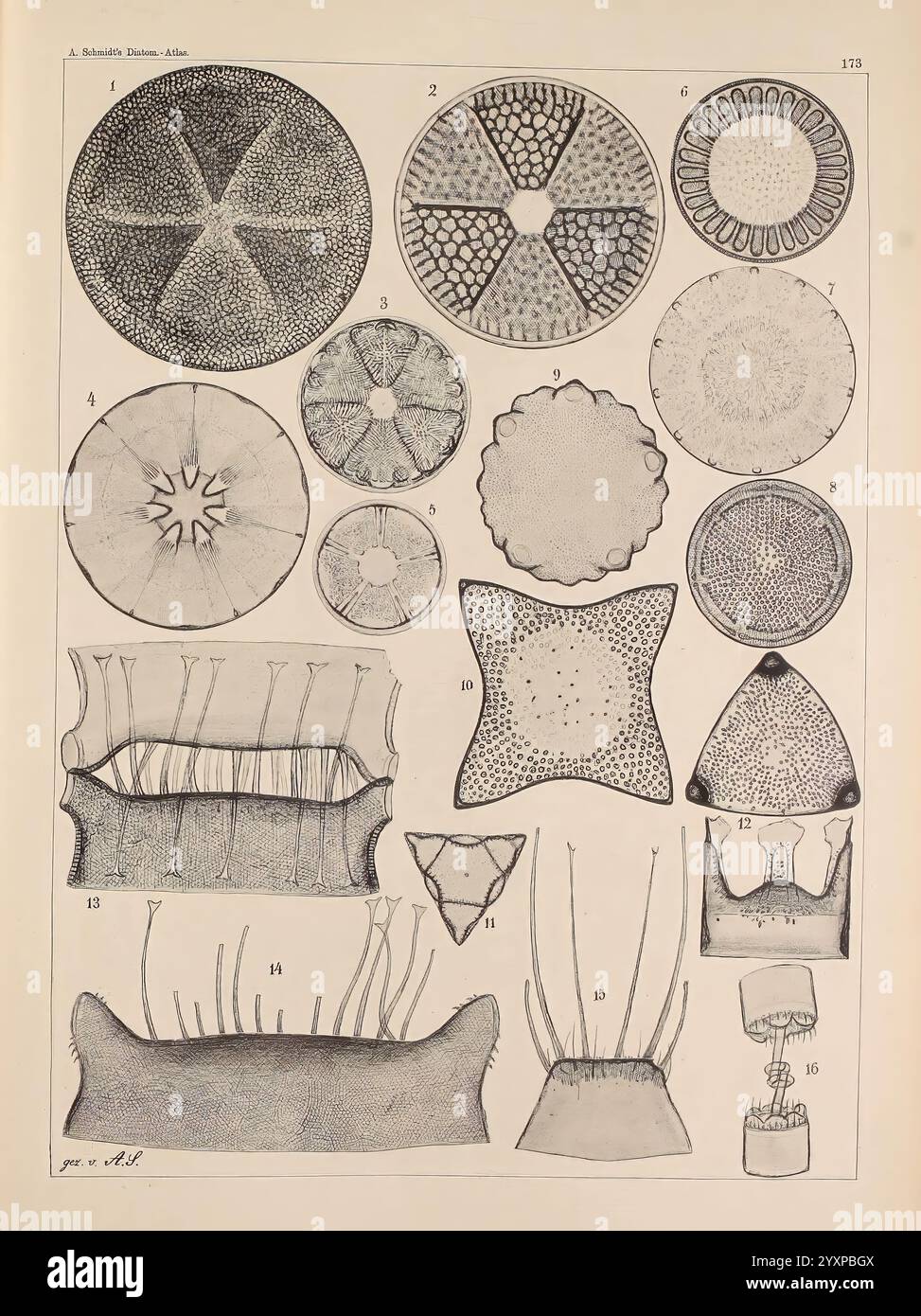 Atlas der Diatomaceen-Kunde Leipzig O.R. Reisland 1874 Atlanten Bacillariophyceae, diese Kollektion zeigt eine Vielzahl komplexer, kreisförmiger Formen, die jeweils einzigartige geometrische Muster und Texturen aufweisen. Die Abbildungen zeigen verschiedene Strukturen, die möglicherweise verschiedene mikroskopische Organismen oder biologische Proben darstellen. Die detaillierten Entwürfe heben symmetrische Anordnungen und unterschiedliche Komplexitätsstufen hervor, von einfachen Kreisen bis hin zu ausgefeilteren Formen mit radialen Mustern und hervorstehenden Elementen. Einige Figuren zeigen ein blumenähnliches Aussehen, während andere Sternformen oder ähneln Stockfoto