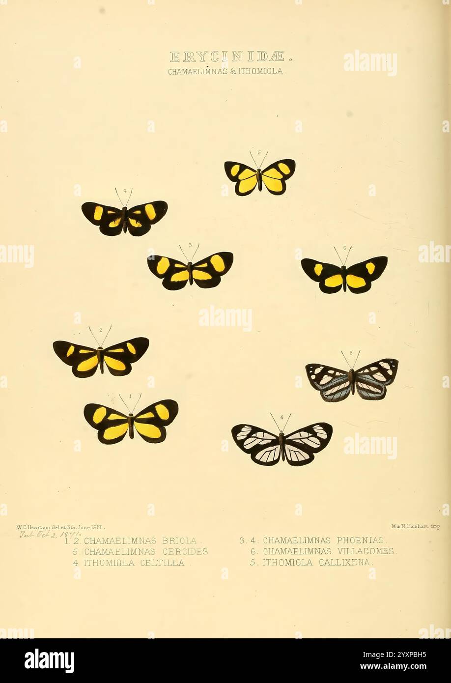 Illustrationen neuer Arten exotischer Schmetterlinge London John Van Voorst 1856 1876 Schmetterlinge geografische Verteilung lepidoptera Bildwerke Speziation, Eine Sammlung von illustrierten Schmetterlingen, die eine Vielzahl von Arten aus der Gattung Chamaelimnas und Ithomiola zeigt. Die Schmetterlinge sind symmetrisch angeordnet und heben ihre charakteristischen Flügelmuster und -Farben hervor. Jedes Exemplar ist mit seinem wissenschaftlichen Namen gekennzeichnet, einschließlich Chamaelimnas briola, Chamaelimnas ceres, Chamaelimnas villisages und Ithomiola callixena. Das Bildmaterial betont die einzigartigen Merkmale und Taucher Stockfoto