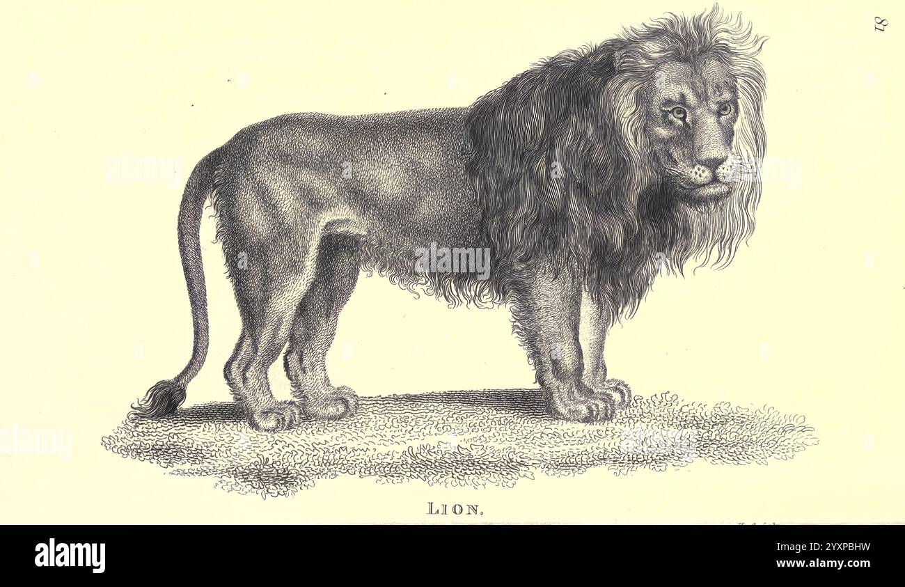 Allgemeine Zoologie oder systematische Naturgeschichte pt. 2, London, gedruckt für G. Kearsley, 1800-1826, Zoologie, Panthera leo, Löwe, eine detaillierte Abbildung eines Löwen mit seiner muskulösen Konstruktion und seiner markanten Mähne. Der Löwe steht fest auf allen Vieren, mit leicht zur Seite gewendetem Kopf, der seine kraftvollen Eigenschaften und ausdrucksstarken Augen zeigt. Sein Körper ist in einem naturalistischen Stil dargestellt, der die Stärke und königliche Präsenz dieses majestätischen Tieres unterstreicht. Die Textur des Pelzes wird durch komplizierte Linien veranschaulicht, die die charakteristische Mähne des Löwen und die robuste Körperform hervorheben. Stockfoto