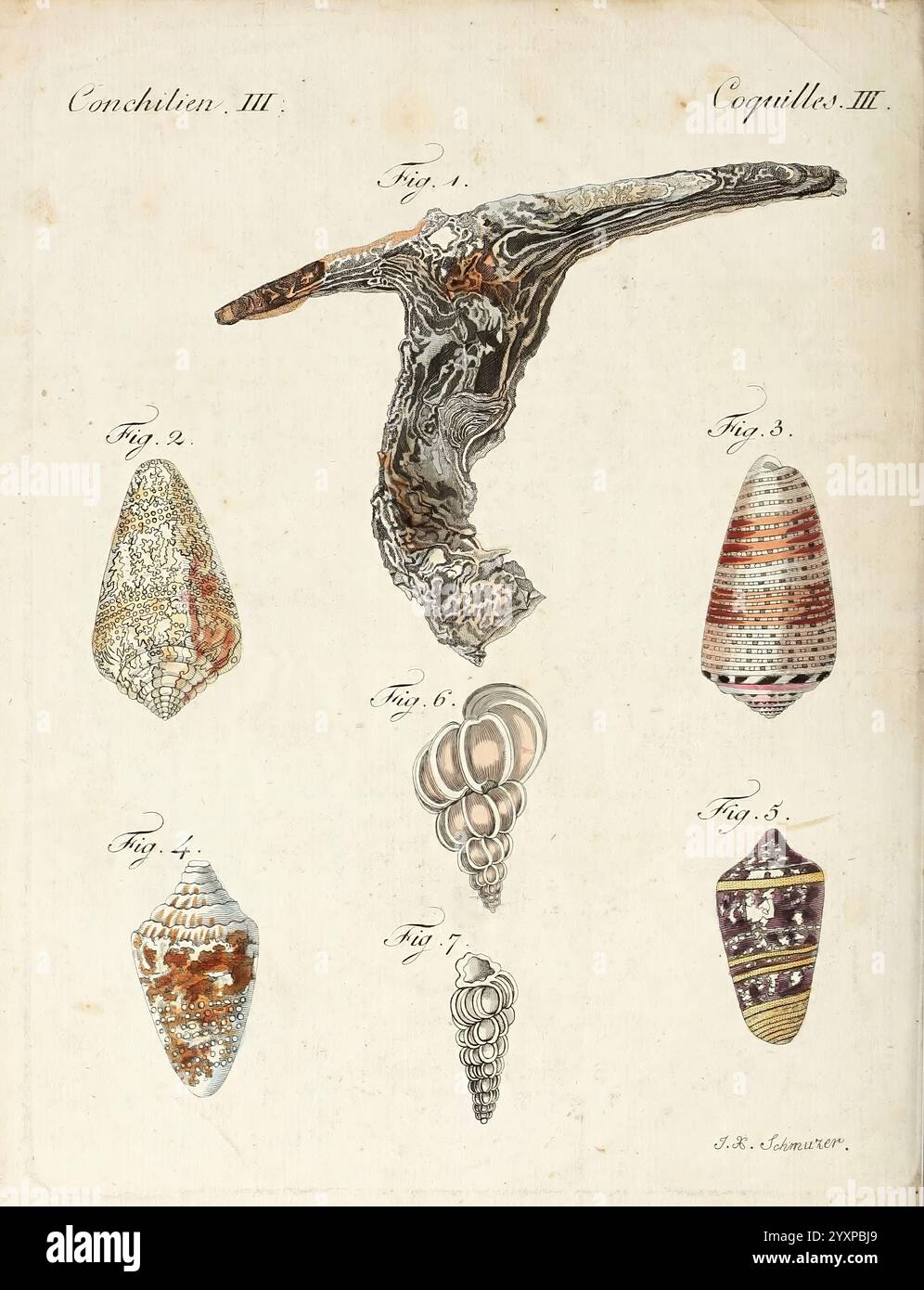 Porte-feuille Instruktif et amusant pour la jeunesse, à Vienne, Chez Antoine Pichler, 1807, Naturgeschichte, Juvenile Works, Woods Hole, die Illustration zeigt eine Sammlung verschiedener Muscheln, die jeweils mit einer Zahlennummer gekennzeichnet sind. Oben zeigt die erste Figur eine markante, langgezogene Schale mit komplizierten Mustern. Darunter zeigen die Abbildungen 2 bis 7 eine Reihe wunderschön gestalteter Schalen, die ihre einzigartigen Formen und Strukturen hervorheben, darunter glatte Spiralen und strukturierte, gerippte Oberflächen. Die detaillierten Darstellungen unterstreichen die natürliche Schönheit und Vielfalt der Meereslebewesen, Showcasi Stockfoto