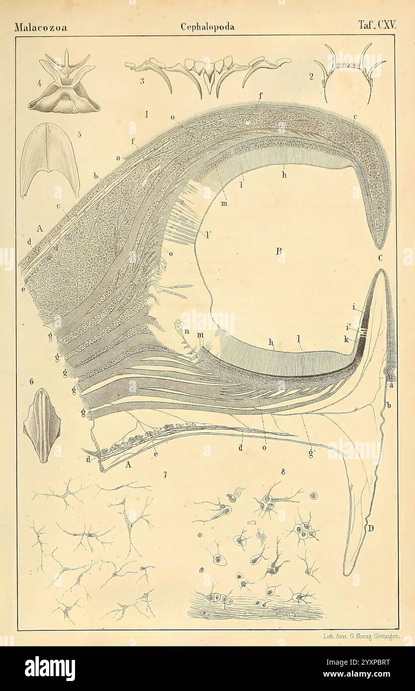 Dr. H.G. Bronn's Klassen und Ordnungen der Weichthiere (Malacozoa), Leipzig, C.F. Winter, 1862-1866, Mollusken, cephalopoda zeigt diese Illustration verschiedene anatomische Merkmale von Kopffüßern, insbesondere die Struktur ihrer Körper. In der Mitte zeigt eine detaillierte Zeichnung den Mantel eines Kopffüßers, mit beschrifteten Abschnitten, die verschiedene anatomische Teile wie Muskelschichten und innere Organe anzeigen. Um das Zentraldiagramm herum zeigen zusätzliche Skizzen verschiedene morphologische Merkmale, darunter Flossenstrukturen und die Anordnung der Sauger an Tentakeln. Das in Stockfoto