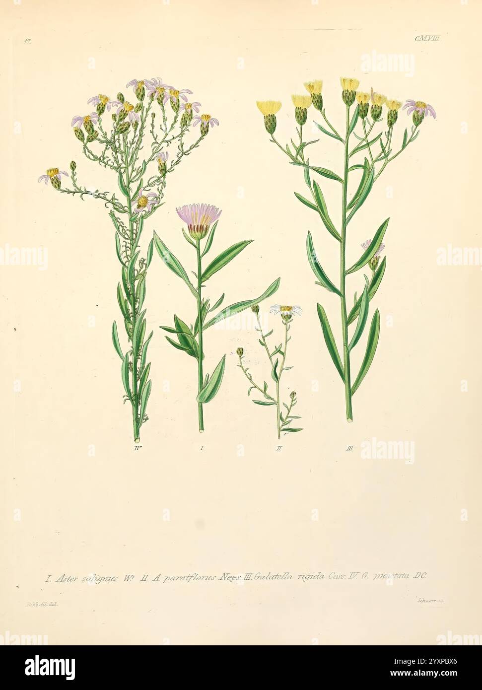 Icones florae Germanicae et Helveticae, Simul Pedemontanae, Tirolensis, Istriacae, Dalmaticae, Austriacae, Hungaricae, Transylvanicae, Moravicae, Borussicae, Holsaticae, Belgicae, Hollandicae, ergo Mediae Europae. Lipsiae, F. Hofmeister 1834-1912. [v. 1, 1850], Europa, Bildwerke, Pflanzen, die Illustration zeigt eine detaillierte botanische Studie mit verschiedenen blühenden Pflanzen, jede sorgfältig gekennzeichnet und angeordnet. Die Komposition hebt mehrere Pflanzenproben hervor, wobei der Schwerpunkt auf ihren besonderen Merkmalen wie der Form der Blätter und der Anordnung der Blüten liegt. Variiert in höhe Stockfoto