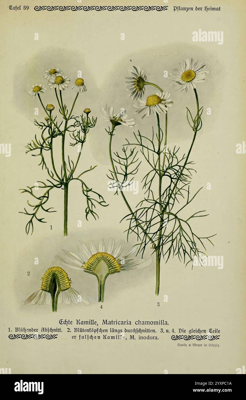 Pflanzen der Heimat Leipzig, Quelle und Meyer, 1913, Deutschland, Bildwerke, Pflanzen, der New York Botanical Garden, Matricaria chamomilla, Tripleurospermum inodorum, diese Abbildung zeigt detaillierte botanische Studien der Kamillenpflanze (Matricaria chamomilla). Die Darstellung umfasst mehrere Ansichten und Teile der Pflanze: Oben links zeigt die Gesamtstruktur mit Blütenköpfen, während die unteren Abschnitte Nahaufnahmen der Blume zeigen, die die markanten weißen Blüten und die zentralen gelben Scheibenröschen hervorheben. Die komplizierten Blattstiele und die zarte Anordnung der Blätter sind al Stockfoto
