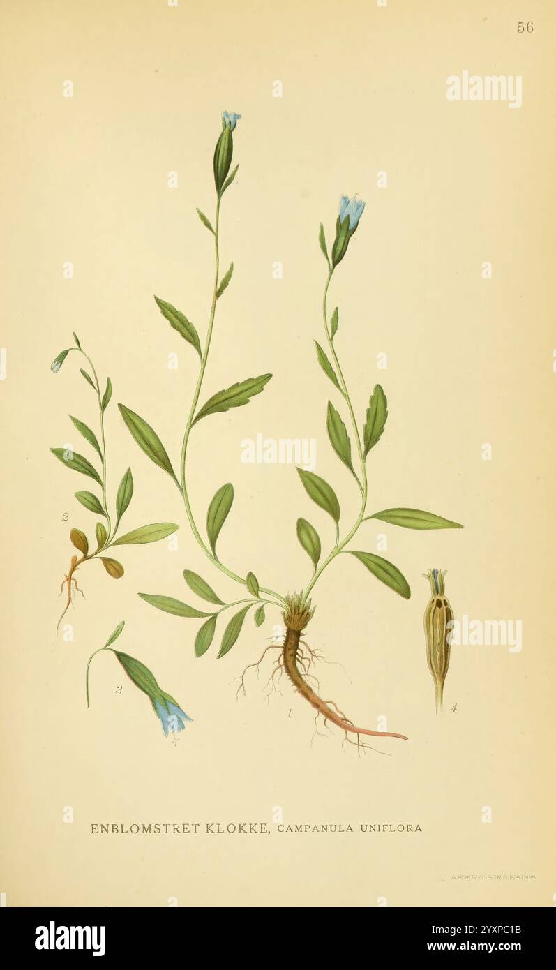 Billeder af nordens Flora København, G.E.C. Gad's forlag, 1917-1927, Plants, Finnland, Skandinavien, der New York Botanical Garden, Bildwerke, Campanula uniflora, die Illustration zeigt die blühende Pflanze Campanula uniflora, allgemein bekannt als die einblühende Glockenblume. Er zeigt verschiedene Wachstumsstadien der Pflanze und hebt die zarten blauen Blüten auf den schmalen grünen Stielen hervor. Die Wurzeln der Pflanze sind dargestellt und weisen auf ihren natürlichen Lebensraum hin, der sich häufig in felsigen oder alpinen Regionen befindet. Die Zeichnung enthält beschriftete Abschnitte, die Details über die Morphologie der Pflanze, suc Stockfoto