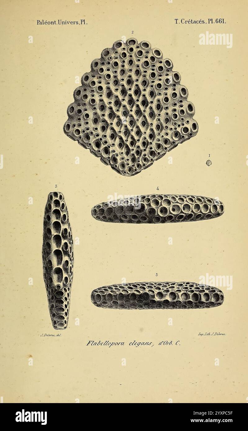 Paris Chez l'auteur 1840-1894 France Paläontologie Jurassic Tertiary Kreidezeit Paläobotanik Mollusken Fossilien Seeigel Fossilien Fossilien Fossilien Fossilien Fossilien Fossilien Fossilien Fossilien Fossilien Fossilien Fossilien Die detaillierten Darstellungen heben die komplizierten Muster und Perforationen hervor, die für diese Art charakteristisch sind, und bieten Einblicke in ihren alten Meereslebensraum. Jede Ansicht betont die einzigartige Textur und Morphologie, was zum Verständnis der Korallenbildung während der Kreidezeit beiträgt. Die wissenschaftliche Kennzeichnung Stockfoto