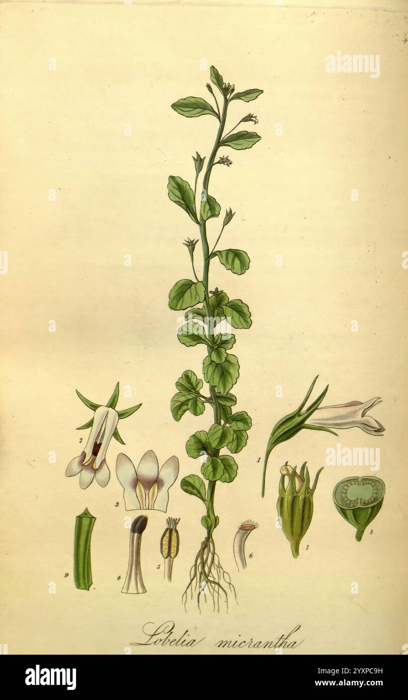 Exotische Flora, Edinburgh, gedruckt für W. Blackwood, 1823-27, 19. Jahrhundert, 19. Jahrhundert, Botanik, Stiche, exotische Pflanzen, Großbritannien, Kräuter, Bildwerke, Plattenarbeiten, Pflanzenwissen, Pflanzen, kultivierte Pflanzen, Schottland, diese Illustration zeigt die Pflanze *Lohkalia micrantha* mit ihrer Struktur und ihren botanischen Details. In der Mitte ist die Pflanze mit ihrem Blattstiel und Wurzelsystem dargestellt. Sie umgibt verschiedene Komponenten: Blüten in verschiedenen Stadien, einschließlich offener Blüten und geschlossener Knospen, sowie die Anordnung der Blätter und ein Querschnitt der Reproduktionen der Pflanze Stockfoto