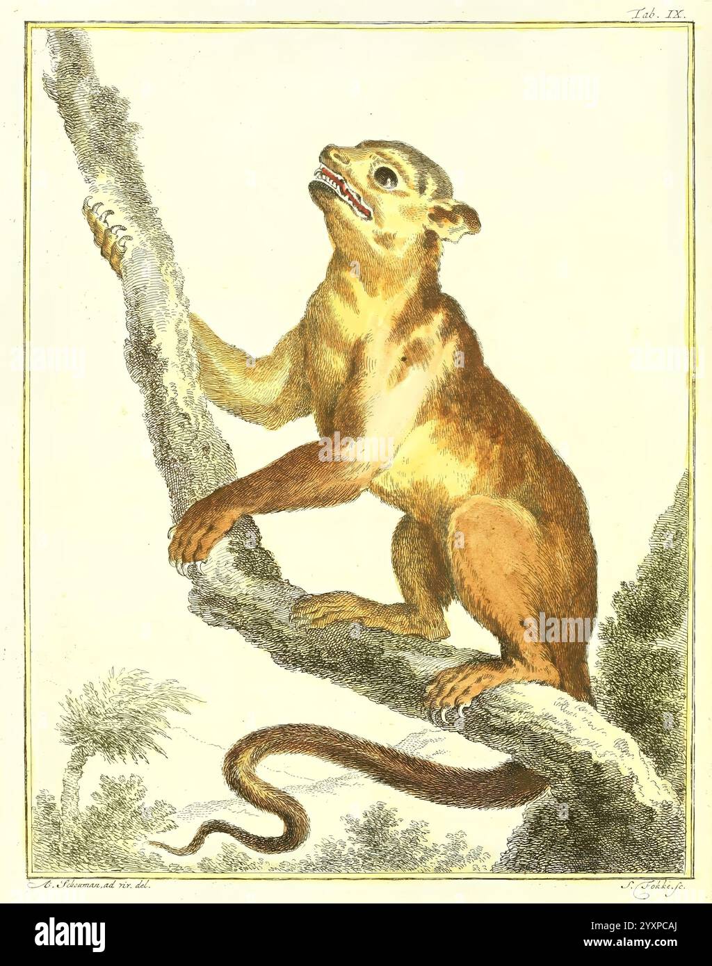 Natuurkundige Beschryving eener uitmuntende verzameling van zeldzaame gedierten Te Amsterdam, von J.B. Elwe, 1804, Haag, Indonesien, Niederlande, Bildwerke, Wirbeltiere, Westindien, Zoologie, Zoos, Eine neugierige Kreatur, die auf einem Ast sitzt. ihr Körper ähnelt einer Mischung aus Affen und einer kleinen Katze. Das Tier zeigt eine Mischung aus braunem und cremefarbenem Fell mit einem langen, schlanken Schwanz, der sich nach unten kräuselt. Sein Gesicht ist ausdrucksstark und zeigt einen weiten Mund und scharfe Augen, die die Umgebung zu durchsuchen scheinen. Der Hintergrund besteht aus Laub, was auf einen natürlichen Lebensraum von Bäumen und Grünpflanzen hindeutet; Stockfoto