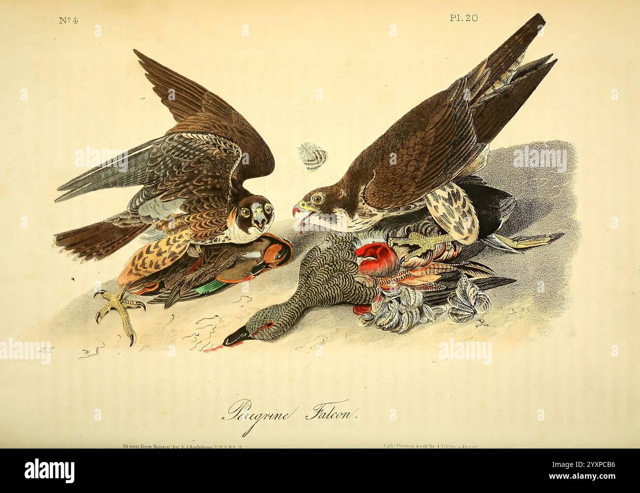 The Birds of America, New York, J.B. Chevalier, 1840-1844, Birds, Nordamerika, John James Audubon, malerische Werke, Falco peregrinus, eine künstlerische Darstellung, die eine Vielzahl von Vögeln zeigt, die komplex angeordnet sind, um ihre einzigartigen Merkmale und leuchtenden Farben einzufangen. Unter ihnen dominieren zwei Falken mit ihren auffälligen Posen die Komposition. Eine Vielzahl anderer Arten kann beobachtet werden, darunter kleinere Singvögel und Wasservögel, was die Vielfalt des Vogellebens unterstreicht. Die detaillierten Illustrationen betonen die Texturen ihrer Federn und die Besonderheit ihrer Schnäbel und Augen Stockfoto