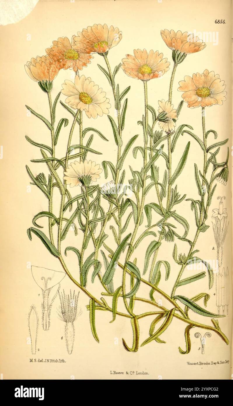 Curtis's Botanical Magazine London New York etc. Botanische Illustration Botanik Zeitschriften Bildwerke Pflanzen ornamental Curtis, Eine botanische Illustration mit einer Gruppe von zarten Blumen mit weichen Pfirsichblüten und cremefarbenen Blüten. Die Blüten sind von üppig grünen Blättern umgeben, die aus schlanken, langgestreckten Stämmen ragen. Neben der wichtigsten Blumenkomposition befinden sich detaillierte Skizzen der Anatomie der Blume, einschließlich verschiedener Teile wie Blütenblätter, Sepalen und der Struktur der Stiele. Dieses Kunstwerk zeigt die komplizierte Schönheit der Natur und fängt das Wesen der Pflanze in beiden ein Stockfoto