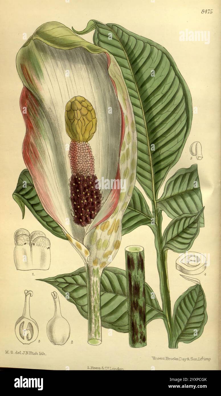 Curtis's Botanical Magazine, London, New York, botanische Illustration, Botanik, Zeitschriften, Bildwerke, Pflanzen ornamental, Curtis, die Illustration zeigt eine botanische Studie einer Pflanze mit einer detaillierten Darstellung ihrer Blütenstruktur. In der Mitte wird eine große, palmenartige Blume geöffnet, die ihre komplexen Fortpflanzungsteile offenbart, einschließlich eines markanten zentralen Stachels und umliegender Blumenstrukturen. Neben der Hauptblume befinden sich zusätzliche Abbildungen, die verschiedene Entwicklungsstadien der Pflanze, einschließlich Knospen und Früchte, darstellen. Die Blätter werden im Hintergrund präsentiert, Showcasi Stockfoto
