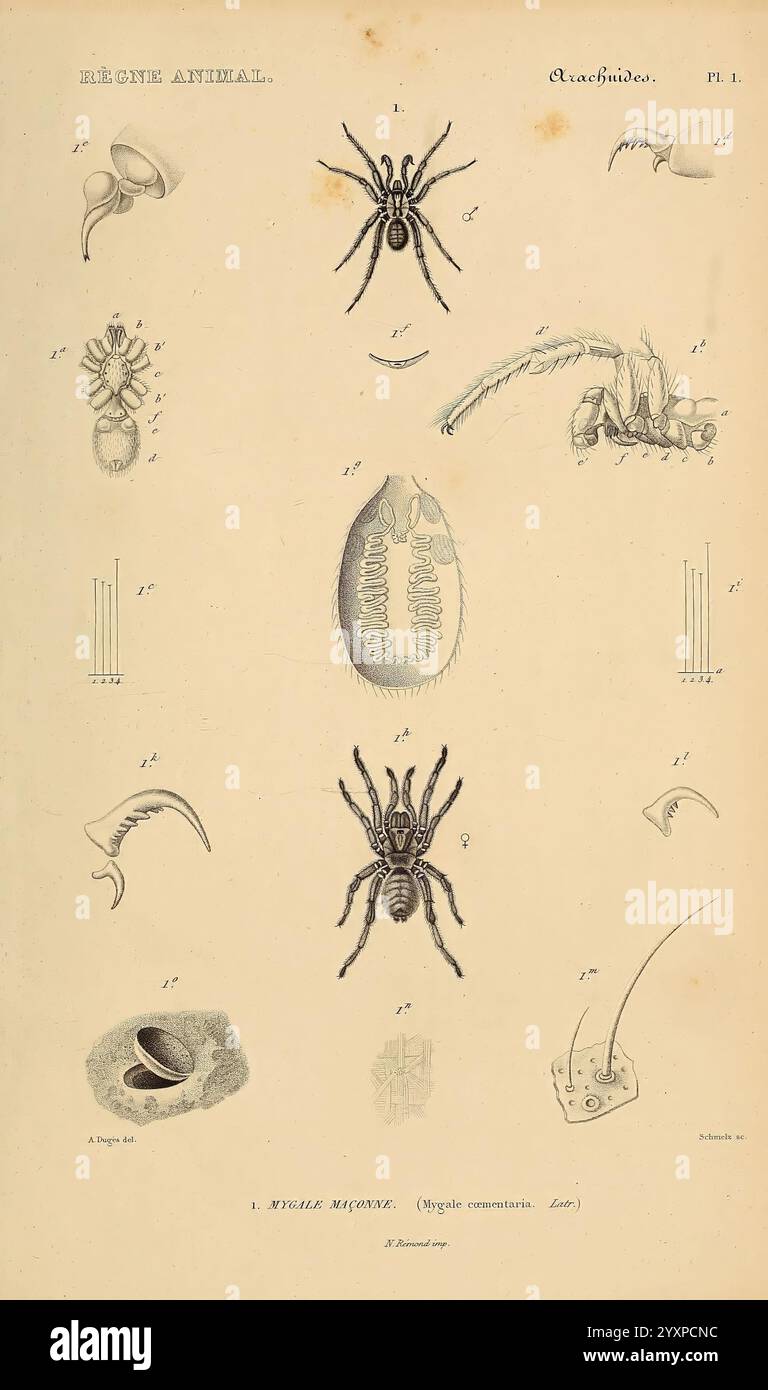 Le règne Animal distribué d'après son Organisation, Paris, 1836-1849, Anatomie, Comparative, Tiere, Klassifizierung, Identifizierung, Nomenklatur, Zoologie, museum für vergleichende Zoologie, die Illustration zeigt eine Sammlung detaillierter Darstellungen von Arachniden, die verschiedene Stufen und Formen zeigen. Oben zeigen kleine Zeichnungen verschiedene anatomische Teile wie Gliedmaßen und Augen, die die komplizierten Strukturen dieser Tierklasse hervorheben. In der Mitte ist eine markante Spinne abgebildet, die ihre markante Körperstruktur und Beinform zeigt. Im Folgenden finden Sie weitere Vertreter Stockfoto