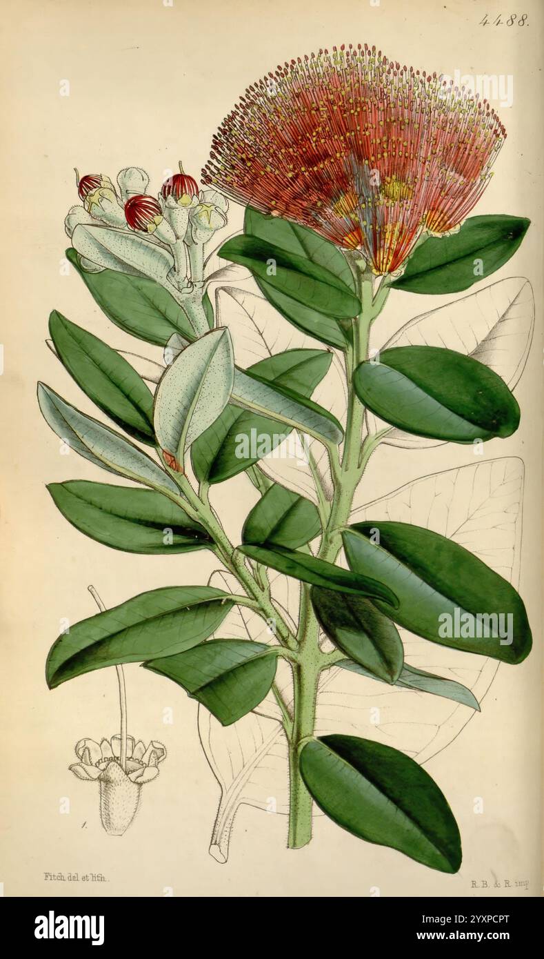 Curtis's Botanical Magazine, London, New York, Botanik, Zeitschriften, Bildwerke, Curtis, Metrosideros tomentosa, NZ Species, Metrosideros excelsa, pōhutukawa, Neuseeland, Nordinsel, Walter Hood Fitch, Curtis, die Illustration zeigt eine lebendige blühende Pflanze mit einer markanten, runden Gruppe von leuchtend roten Blütenstacheln an der Spitze, umgeben von reichlich grünen Blättern. Die detaillierte Darstellung hebt die komplizierten Strukturen der Blumen hervor, die schlanke, langgezogene Fäden und einen zentralen Stil aufweisen. Eine kleinere Blume, die unten abgebildet ist, bietet einen Einblick in ihre glockenartige Form Stockfoto