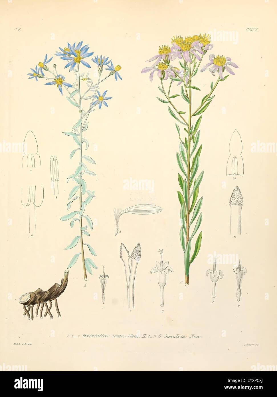 Icones florae Germanicae et Helveticae, Simul Pedemontanae, Tirolensis, Istriacae, Dalmaticae, Austriacae, Hungaricae, Transylvanicae, Moravicae, Borussicae, Holsaticae, Belgicae, Hollandicae, ergo Mediae Europae. Lipsiae, F. Hofmeister 1834-1912. [v. 1, 1850], Europa, Bildwerke, Pflanzen, diese Abbildung zeigt eine detaillierte botanische Studie von zwei blühenden Pflanzen. Auf der rechten Seite zeigt eine hohe Pflanze mit schlanken Stielen elegante Gruppen von leuchtenden violetten und gelben Blüten, die sich durch ihre langen Blütenblätter und ihre charakteristischen Formen auszeichnen. Die Blätter sind schmal und wachsen entlang des Stiels Stockfoto