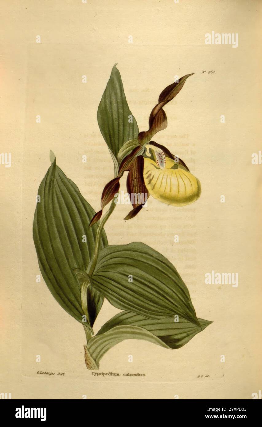 Botanical, Kabinett, London, John & Arthur, Arch, 1817-1833, diese faszinierende Illustration zeigt den Cypripedium calceolus, allgemein bekannt als die Damenschuh-Orchidee. Die Blüte besticht durch eine einzigartige und komplizierte Struktur mit einer markanten, beutelartigen gelben Blüte, die durch satte, tiefbraune und kastanienbraune Markierungen ergänzt wird. Um die Blüte herum sind breite, strukturierte grüne Blätter mit ausgeprägten Rippen, die der Komposition eine organische Eleganz verleihen. Die detailreiche Darstellung unterstreicht die botanische Genauigkeit und Schönheit dieser bemerkenswerten Orchidee und lädt zu Bewunderung für ihre faszinierende f Stockfoto