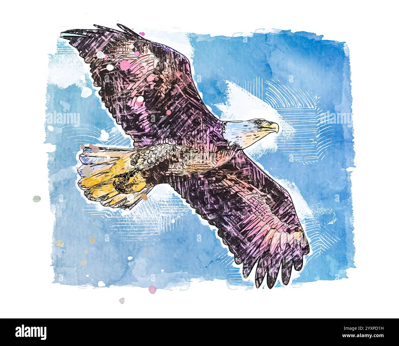 Der Weißkopfseeadler fliegt hoch am Himmel. Mit Lackeffekt. Stockfoto