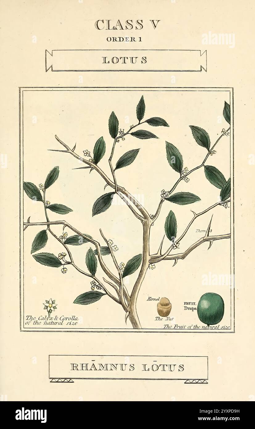 Elements of the Science of Botany, London, gedruckt von T. Bensley für J. Murray, 1812, Plants, Classification, Pictorial Works, die Abbildung zeigt eine botanische Studie der Lotus-Pflanze, die unter Klasse V, Ordnung 1, kategorisiert ist. Die Komposition betont die komplizierte Zweigstruktur der Pflanze, die mit Blättern und Blumen geschmückt ist. Detaillierte Beschriftungen geben Einblicke in verschiedene Komponenten: Der Fruchtbereich zeigt eine grüne Frucht und einen Samen, während eine Beschreibung die medizinische Verwendung der Pflanze beschreibt. Das Gesamtdesign spiegelt die akribische Kunst botanischer Illustrationen wider und betont die Schönheit A Stockfoto