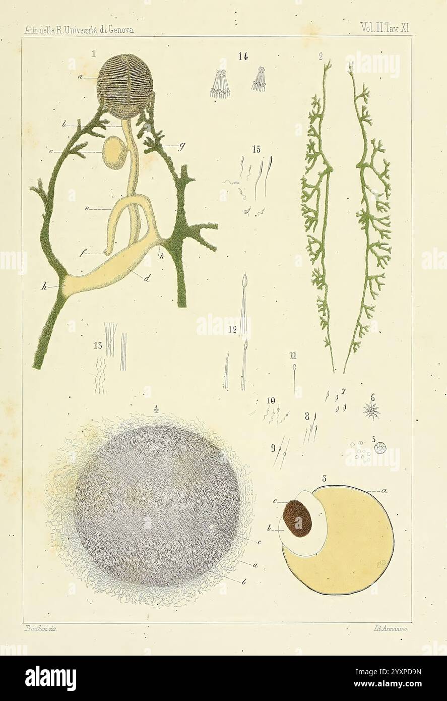 Æolididae, Familie und verwandte Familien, Hafen Genova, Bologna, Tipi Gamberini e Parmeggiani, 1877-1881, Italien, Genua, Weichtiere, Olividae, die Illustration zeigt eine faszinierende Erforschung anatomischer Strukturen und botanischer Elemente. Auf der linken Seite ist eine Figur in einer zweigähnlichen Formation dargestellt, die auf eine Beziehung zwischen menschlicher Anatomie und Natur hindeutet. Verschiedene beschriftete Teile weisen auf unterschiedliche anatomische Merkmale hin, wie Herz und Lunge, was die Feinheiten des menschlichen Körpers verdeutlicht. Rechts zeigt ein Diagramm einen Querschnitt oder eine Ansicht organischer Formen, möglicherweise Darstellung Stockfoto