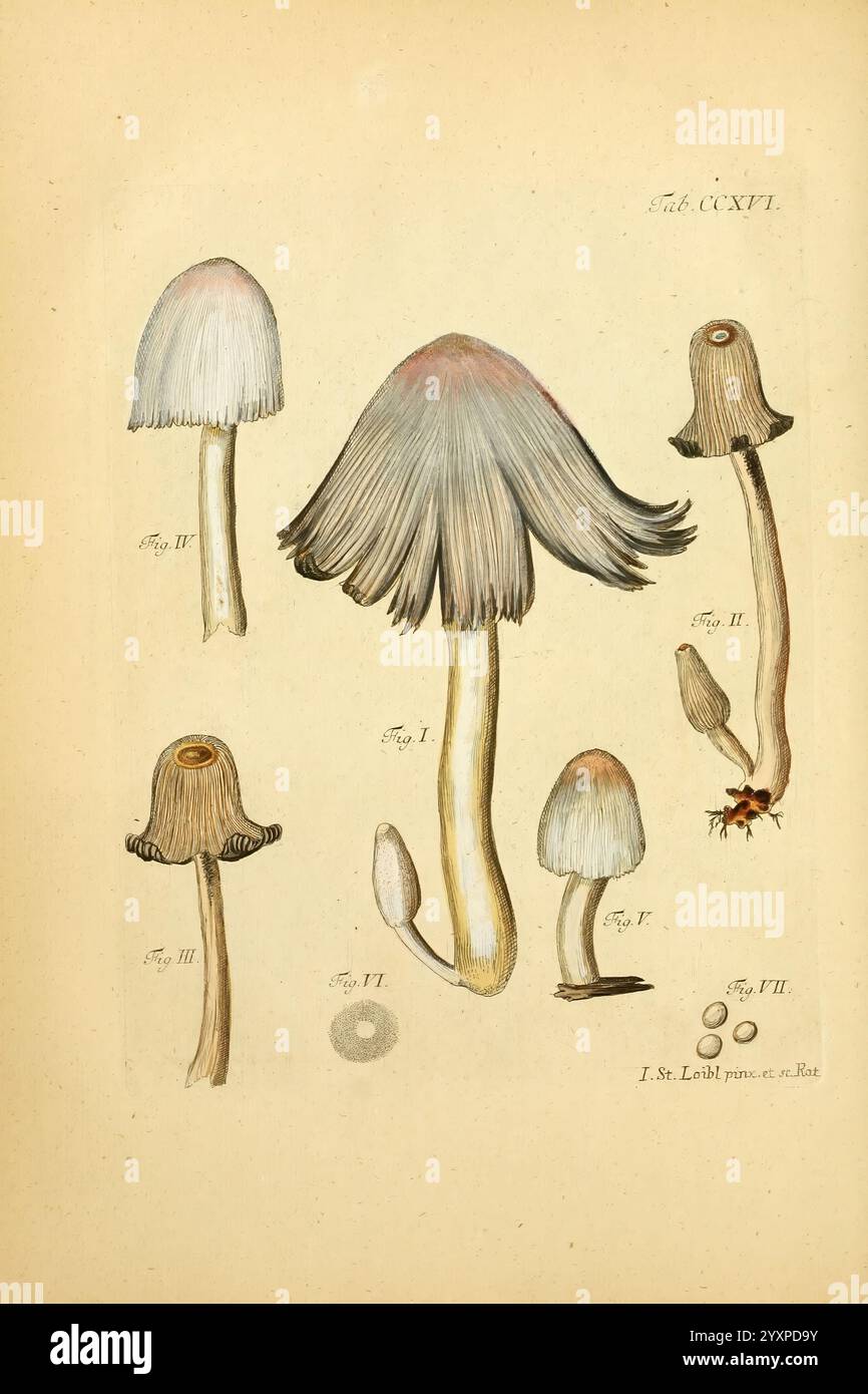 Fungorum qui in Bavaria et Palatinatu circa Ratisbonam nascuntur icones, nativis coloribus expressae, Erlangae, apud J.J. Palmium, 1800, Deutschland, Bayern, Pilze, Bildwerke, die Illustration zeigt eine Vielzahl von Pilzen, die jeweils mit den Figuren I bis VII gekennzeichnet sind. die Pilze weisen unterschiedliche Formen und Merkmale auf, wobei einige breite, schirmähnliche Kappen und schlanke Stiele aufweisen, während andere kleinere und konische Formen aufweisen. Das detailreiche Rendering hebt die Texturen der Kappen hervor, die sich im Stil von glatten bis zu gerafften Kanten unterscheiden. Zusätzlich sind die Stiele elabo Stockfoto