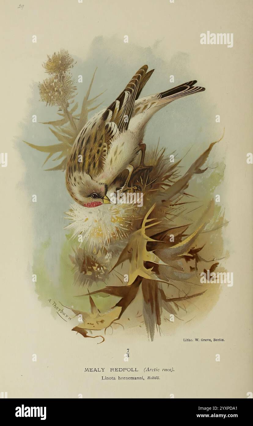 Farbige Figuren der Vögel der Britischen Inseln, herausgegeben von Lord Lilford. London, R. H. Porter, 1885-1897, Großbritannien, Birds, Bildwerke, Museum of Comparative Zoology, mealy redpoll, Taxonomie: trinomial = acanthis flammea flammea, Archibald Thorburn, carduelis hornemanni, arktische Redpoll, Linota hornemanni, Ornithologie, Ein meheliger Rotpoll, ein kleiner finch aus der Arktis, wird auf der Suche nach einer Distelpflanze dargestellt. Mit einem markanten, gestreiften Gefieder in Braun- und Cremetönen zeigt sich der Vogel nach unten, während er zart Samen aus dem flauschigen Samenkopf der Distel extrahiert. It Stockfoto
