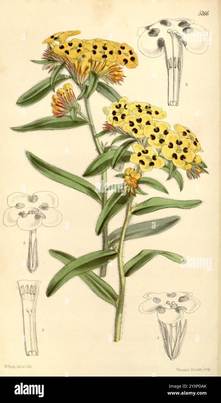 Curtis's Botanical Magazine London New York etc Botanische Illustration Botanik Periodika Bildwerke Pflanzen Ornamental Curtis, diese Illustration zeigt eine botanische Studie einer blühenden Pflanze, die durch leuchtend gelbe Blüten gekennzeichnet ist, die jeweils mit markanten dunklen Flecken geschmückt sind. Das Laub der Pflanze ist auffällig und zeigt längliche, strukturierte grüne Blätter, die einen auffälligen Kontrast zu den hellen Blüten bilden. Die zentrale Darstellung umgibt detaillierte Skizzen, die die Anatomie der Blume hervorheben, einschließlich Blütenblättern und strukturellen Merkmalen, die Einblicke in ihre r Stockfoto