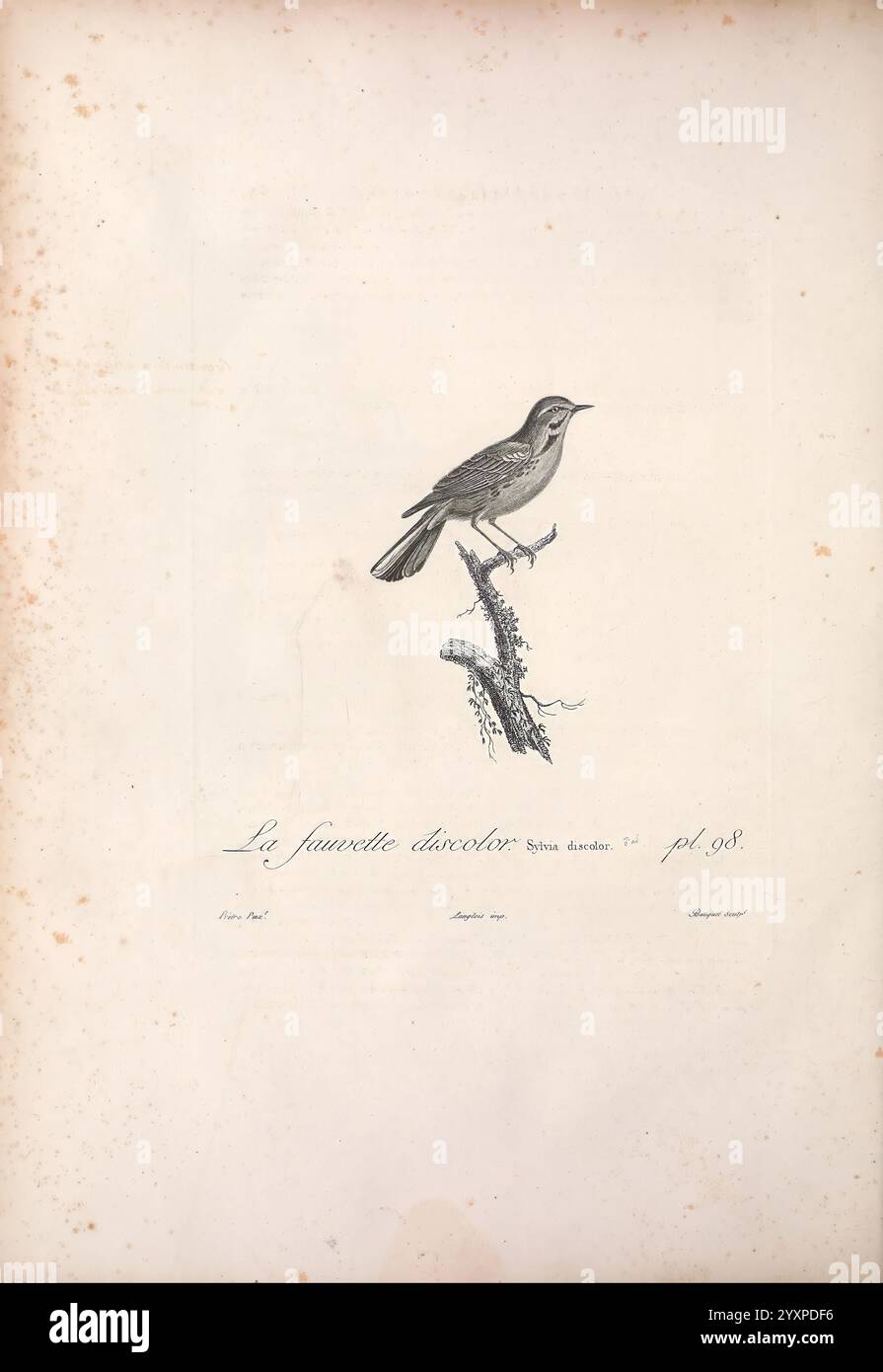 Histoire naturelle des oiseaux de l'Amérique Septentrionale, A Paris, Chez Desray, 1807, Birds, North America, Pictorial Works, Eine wunderschön detaillierte Illustration eines kleinen Vogels auf einem Zweig, der seine zarten Merkmale und komplizierten Federmuster zeigt. Der Vogel, genannt „La fauvetteдиректоров.jpg“, steht wachsam, der Schnabel ist leicht offen, als ob er zwitschert oder singt. Die Komposition unterstreicht die natürliche Anmut der Kreatur mit weichen Linien und Schattierungen, die ihre Form und die Textur des Zweiges betonen. Unter der Abbildung befindet sich gedruckter Text, der seine Klas angibt Stockfoto