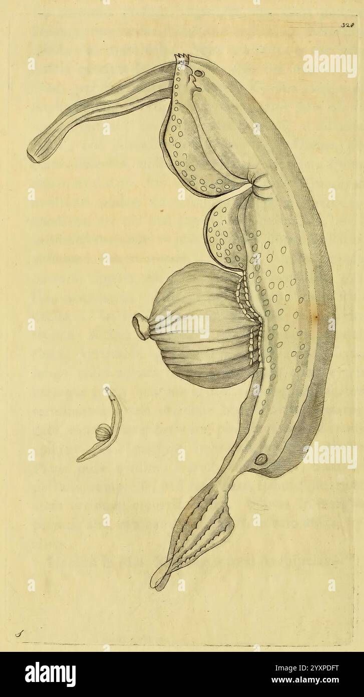 Beschreibungen und Illustrationen von Weichtieren, Weichtieren, Bildwerke, Eine detaillierte Illustration zeigt ein Meereswesen mit einer einzigartigen Körperstruktur mit langen Gliedmaßen und einer bauchigen Zentralform. Die Haut der Kreatur ist mit gepunkteten Mustern strukturiert, was zu ihrem organischen Aussehen beiträgt. Neben der Mittelfigur weisen zwei kleinere Elemente auf Variationen oder Arten hin, die möglicherweise mit der Primärform verwandt sind. Die Komposition hebt die komplizierten Details der Anatomie der Kreatur hervor und lädt zu einer genaueren Untersuchung ihrer biologischen Merkmale und Anpassungen in ihrer aquatischen Umgebung ein. Stockfoto