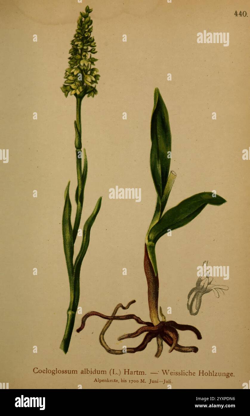 Atlas der Alpenflora, Wien, Alpenvereins, 1882, alps, Atlanten, Bergpflanzen, diese Illustration zeigt die Pflanze Coeloglossum abidum, allgemein bekannt als Weiße Hohlzunge oder Weiße Zungenorchidee. Die Abbildung zeigt den schlanken, aufrechten Stamm der Pflanze, der mit Blattstrukturen und einer Gruppe von zarten Blüten an der Spitze verziert ist. Die detaillierte Zeichnung enthält das Wurzelsystem, das die unterirdischen Merkmale der Anlage veranschaulicht. In der Ecke befindet sich eine kleinere, kompliziertere Darstellung einer Blume, die ihre einzigartigen Eigenschaften unterstreicht. Diese botanische Studie veranschaulicht die Feinheiten von OR Stockfoto