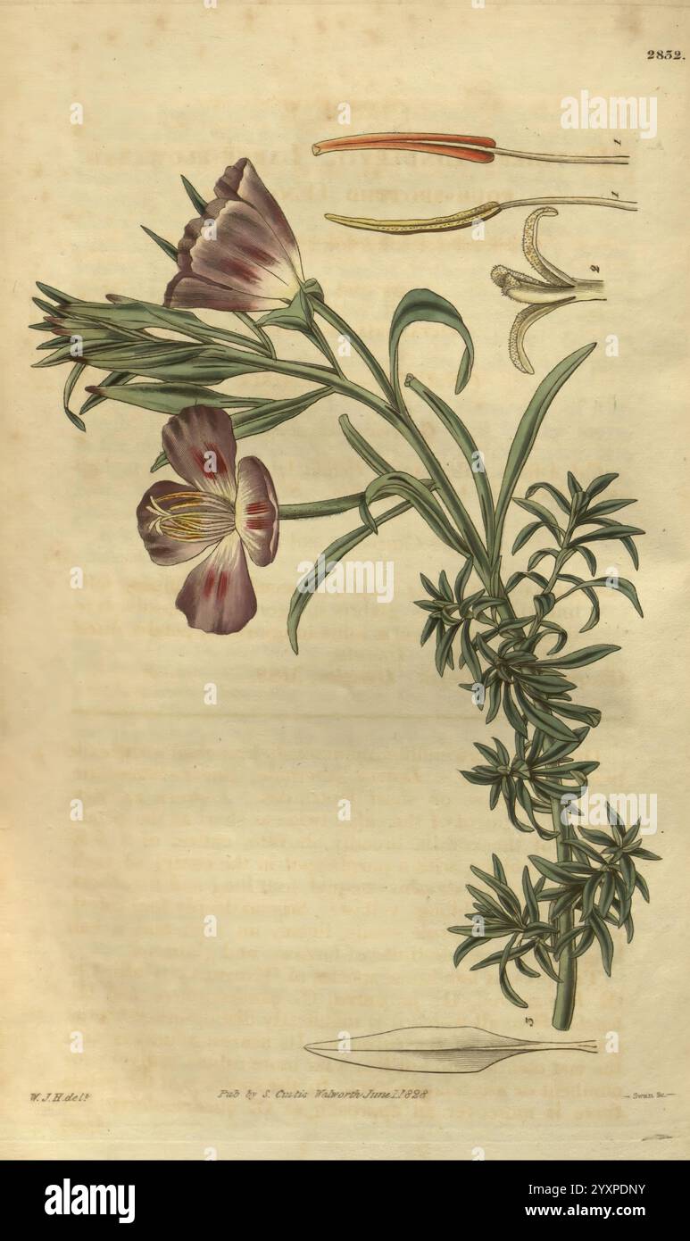 Curtis's Botanical Magazine, London, New York, botanische Illustration, Botanik, Zeitschriften, Bildwerke, Pflanzen-Zierwerke, Curtis, Eine botanische Illustration, die eine Blume mit zarten violetten Blüten und einem grünen Stiel mit schmalen Blättern zeigt. Über der Hauptblume befinden sich detaillierte Zeichnungen verschiedener Pflanzenbestandteile, einschließlich der Blütenstruktur und der Wurzeln, die die komplizierte Anatomie der Art betonen. Die Gesamtkomposition unterstreicht die Schönheit und Komplexität der Flora und dient sowohl als künstlerische als auch als wissenschaftliche Darstellung der Pflanze. Stockfoto