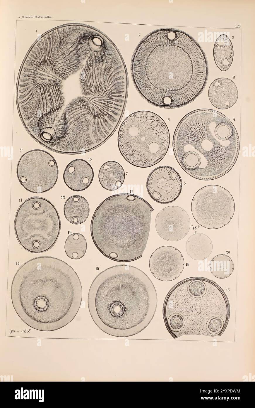 Atlas der Diatomaceen-Kunde Leipzig O.R. Reisland 1874-19 Atlanten bacillariophyceae, die Komposition zeigt eine Sammlung akribisch illustrierter Mikroorganismen, die ihre komplexen Strukturen und ihre unterschiedlichen Formen zeigen. Jedes Exemplar ist nummeriert und weist unterschiedliche Muster auf, die von glatten kreisförmigen Formen bis hin zu solchen mit detaillierten Texturen und Markierungen reichen. Die Vielfalt in Größe und Design unterstreicht die Komplexität des mikroskopischen Lebens und hebt kreisförmige und ovale Formen hervor, die durch konzentrische Kreise, Punkte und radial symmetrische Muster gekennzeichnet sind. Diese Anordnung spiegelt beide Wissenschaftler wider Stockfoto