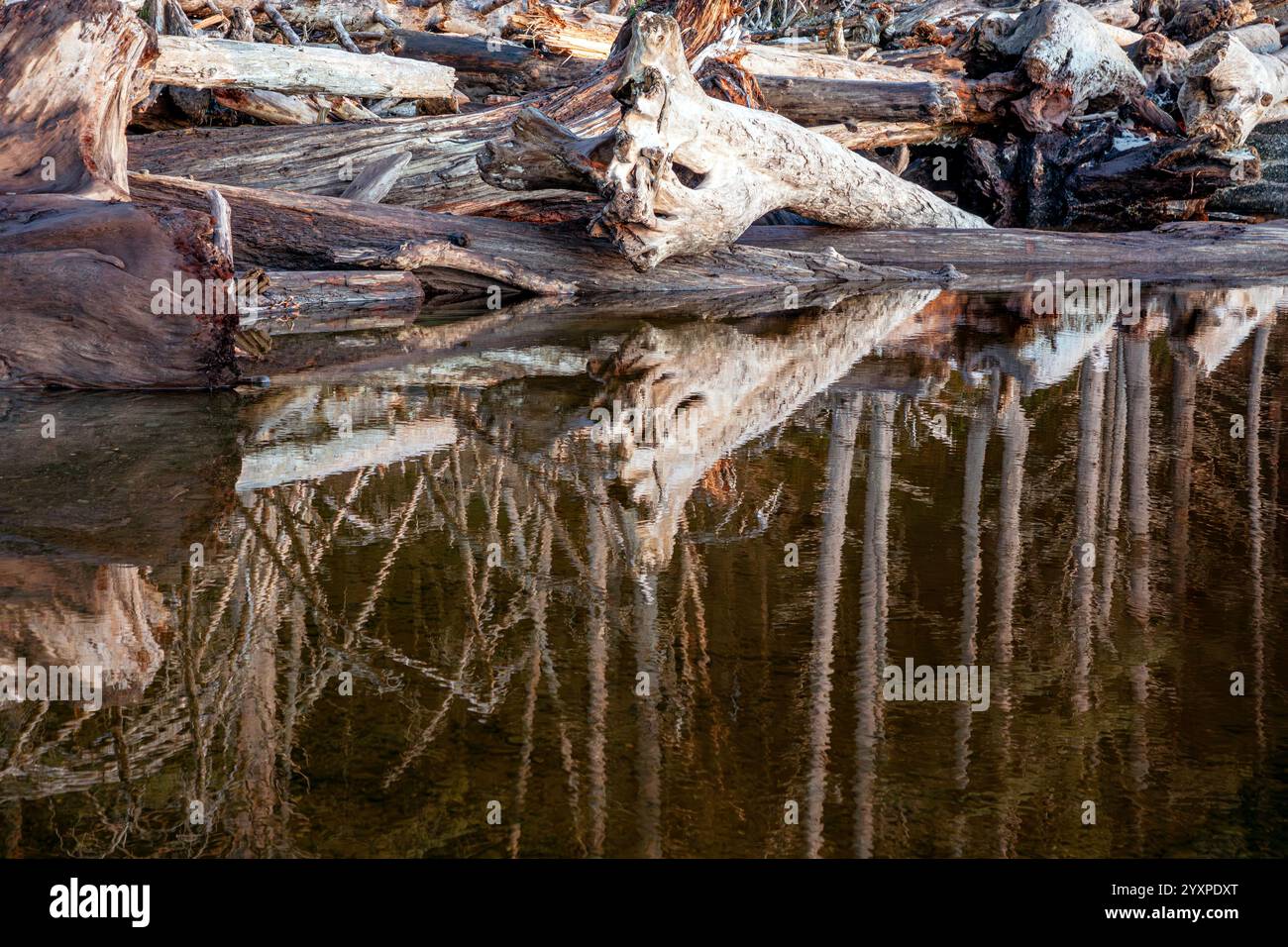 WA25980-00...WASHINGTON - Baumstämme und Bäume spiegeln sich im Teich am Ellen Creek, wo er Rialto Beach, ONP, überquert. Stockfoto