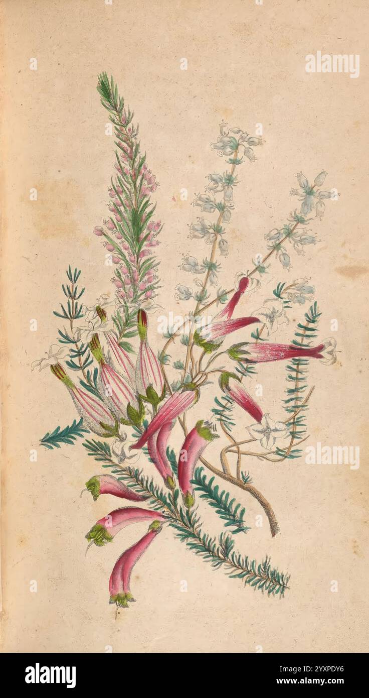 Souvenir mit Blumen, Chambersburg, PA, Shryock, Reed & Co, 1841, Blumensprache, Blumen in der Literatur, Blumen, Blumen, Sprache der Blumen, Eine wunderschön illustrierte botanische Komposition mit einer Vielzahl von blühenden Pflanzen. Hervorzuheben sind leuchtend rosa Blüten, elegant geformt mit zarten Blütenblättern, sowie dünne grüne Blätter, die ihre natürliche Schönheit betonen. Das Arrangement besteht aus feinen, nadelartigen Laubzweigen, die mit kleineren weißen Blüten verziert sind und zu den komplizierten Details der Komposition beitragen. Dieses empfindliche Rendering zeigt die Vielfalt und den Reichtum von n Stockfoto