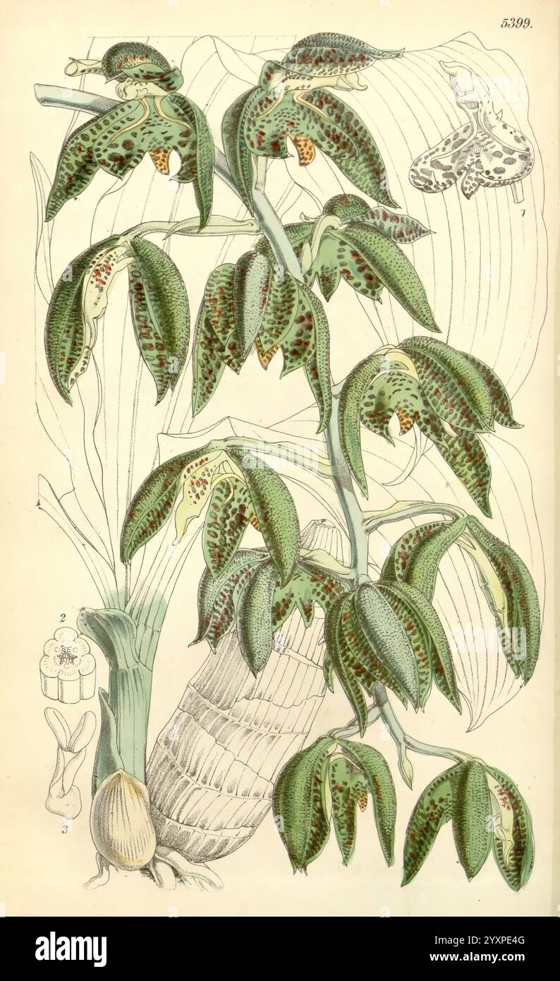 Curtis's Botanical Magazine London New York etc Botanik-Zeitschriften Bildwerke Curtis, die Illustration zeigt eine detaillierte Darstellung einer Orchideenart, die sich durch ihre einzigartigen gefleckten Blätter und zarten Blüten auszeichnet. Die Pflanze hat mehrere längliche, üppig grüne Blätter, die mit dunklen Flecken versehen sind. An der Spitze treten verschiedene Blütenspitzen auf, die Haufen komplizierter Blüten zeigen. Neben der Hauptpflanze bieten Illustrationen ihrer Zwiebeln- und Wurzelstruktur zusätzlichen Kontext über ihr Wachstum. Die Zusammensetzung enthält numerische Beschriftungen, die verschiedene Teile von anzeigen Stockfoto