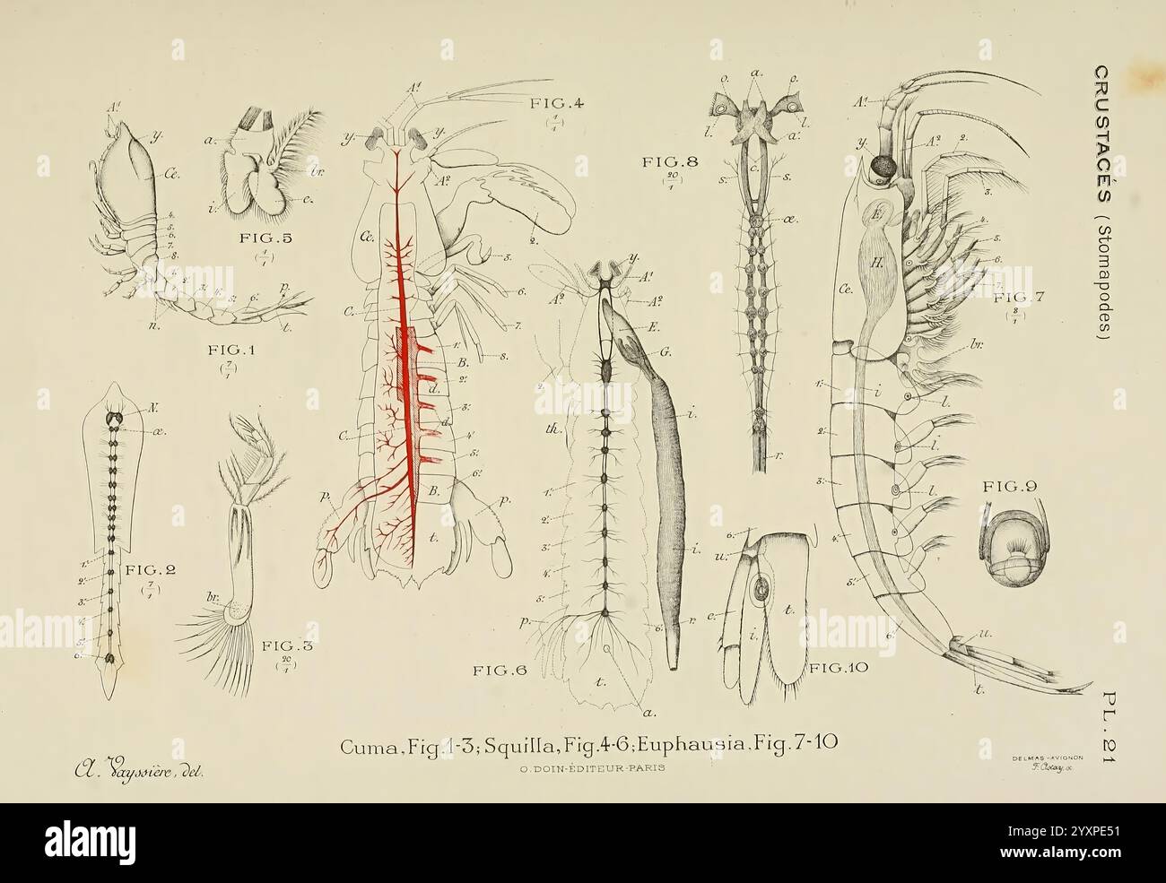 Atlas d'Anatomie comparée des invertébrés, Paris, doin, 1890, Anatomie, Würmer, Arthropoden, Wirbellose, Weichtiere, Cnidaria, echinodermata, Ctenophora, Protozoen, Mesozoen, vergleichende Anatomie, die Abbildung zeigt detaillierte wissenschaftliche Darstellungen verschiedener Krebstiere, insbesondere Stomatopoden, die für ihre komplexe Anatomie bekannt sind. Jede Probe ist sorgfältig beschriftet, mit numerischen Kennungen, die bestimmten Merkmalen entsprechen, wie dem Panzer, Anhängen und Augen. Das Diagramm zeigt eine Vielzahl von Formen und hebt die strukturelle Vielfalt innerhalb der Gruppe hervor. Thi Stockfoto