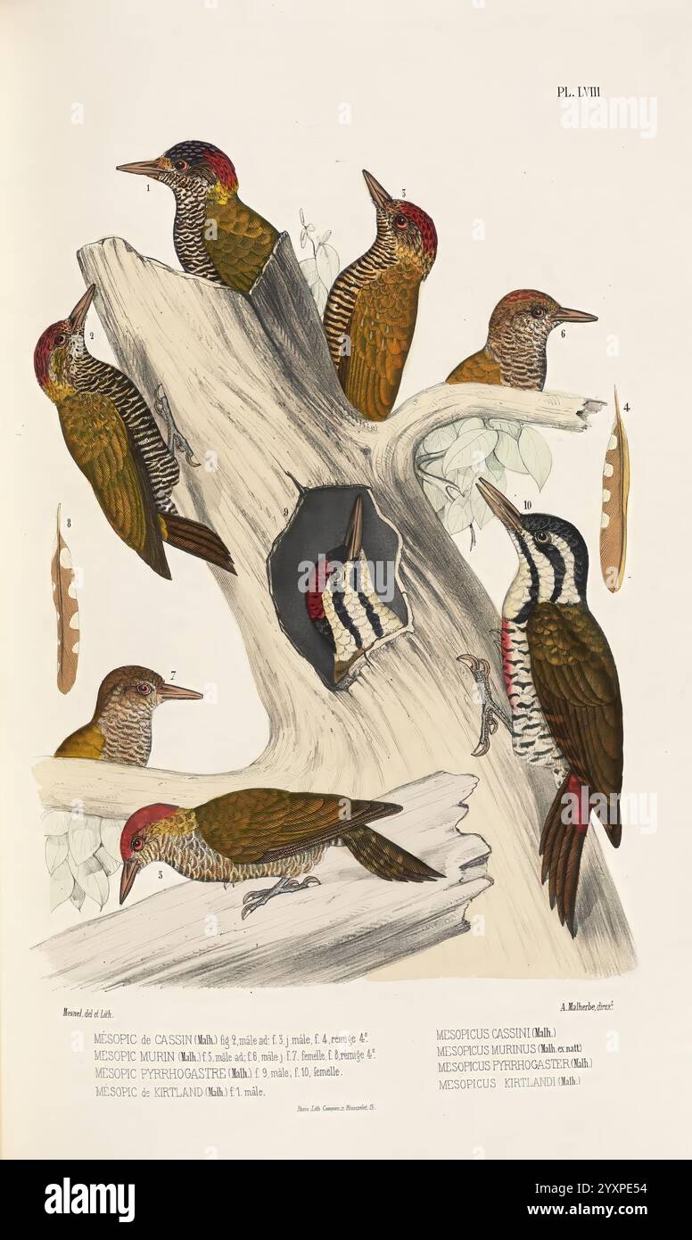 Monographie des picidés, ou Histoire naturelle des picidés, picumninés, yuncinés ou Torcols, Metz, Typ. De J. Verronnais, 1861-62, Vögel, Picidae, Bildwerke, die Abbildung zeigt eine Vielzahl von Spechtarten, die auf und um einen verfaulenden Baumstamm herum angezeigt werden. Jeder Vogel wird in lebendigen Details dargestellt und zeigt ein eigenes Gefieder und Farben. Die Szene zeigt eine Mischung aus Posen, wobei einige Spechte auf dem Stamm sitzen, während andere sich in dynamischen Positionen befinden, möglicherweise auf Nahrungssuche oder Interaktion. Das umgebende Laub trägt zur natürlichen Umgebung bei, und die akribische Liebe zum Detail h Stockfoto